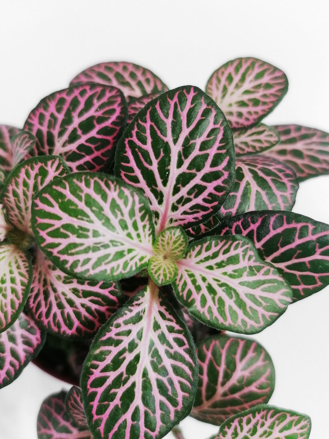 FittoniaGreenFuxia-2