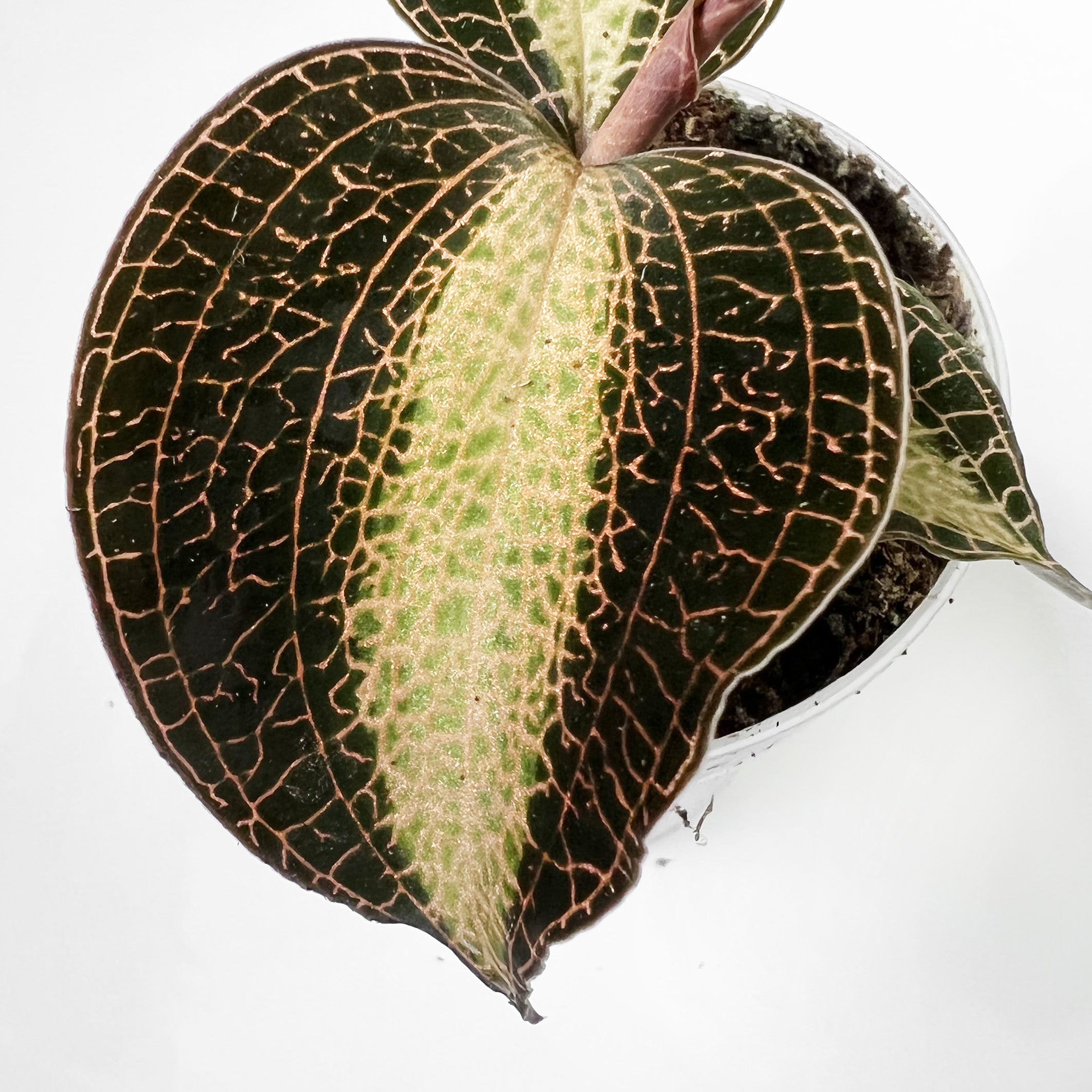 HaemariaxAnoectochilus-3