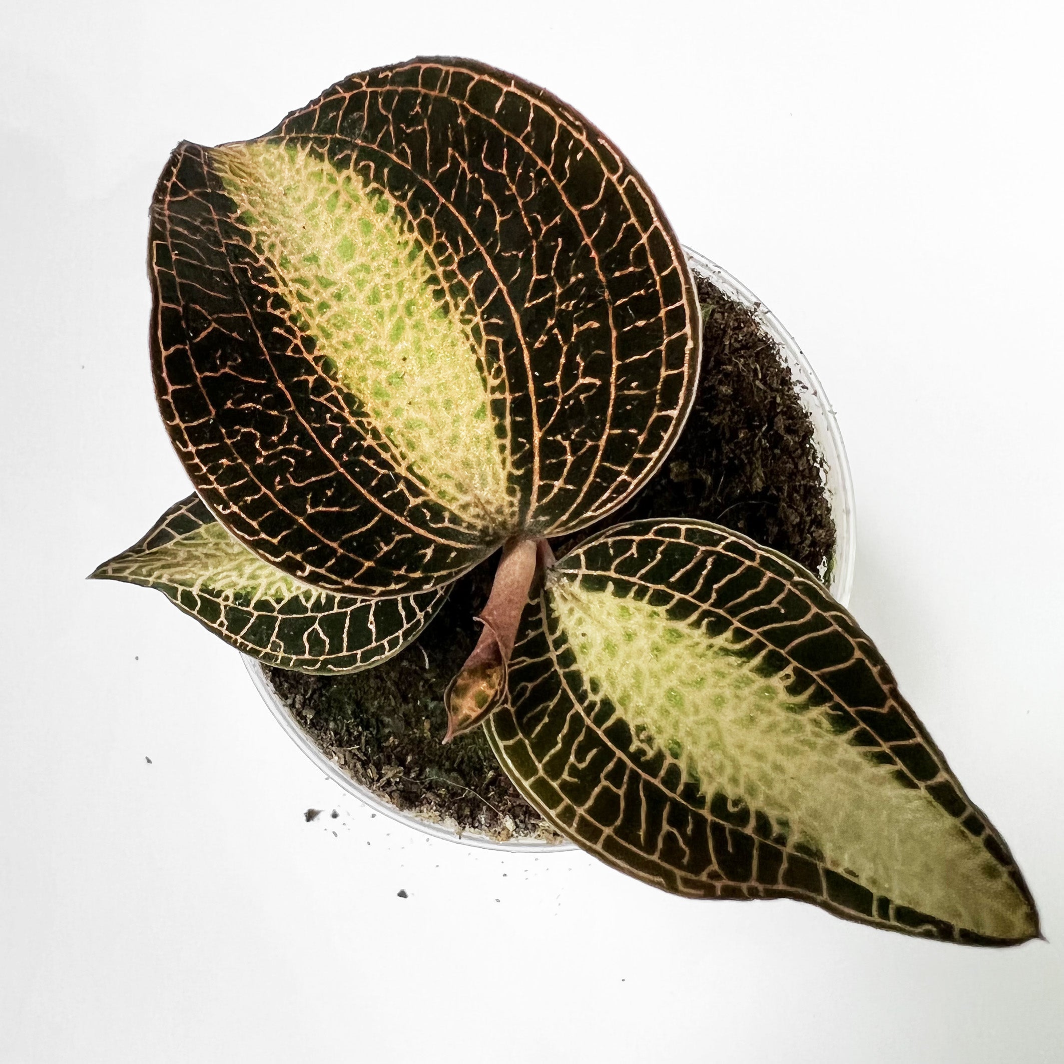 HaemariaxAnoectochilus-5