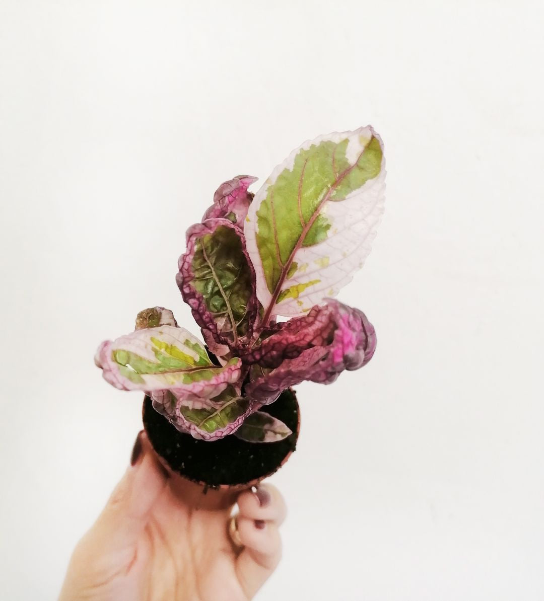 Hemigraphis-1