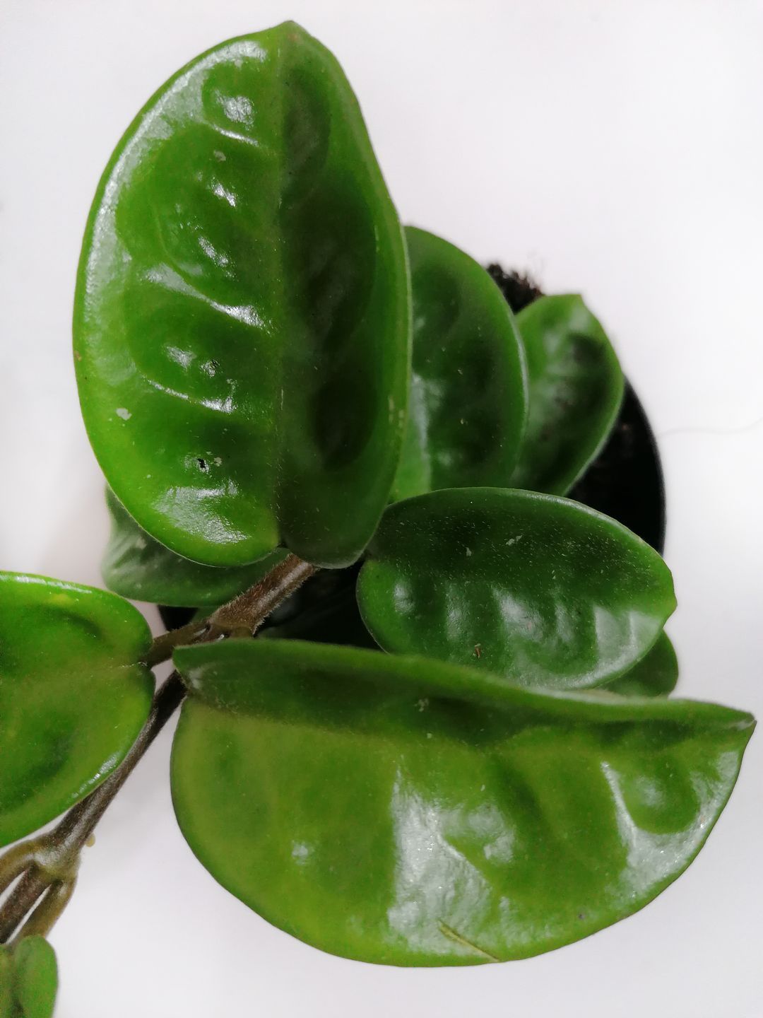 Hoya Carnosa Krinkle-2