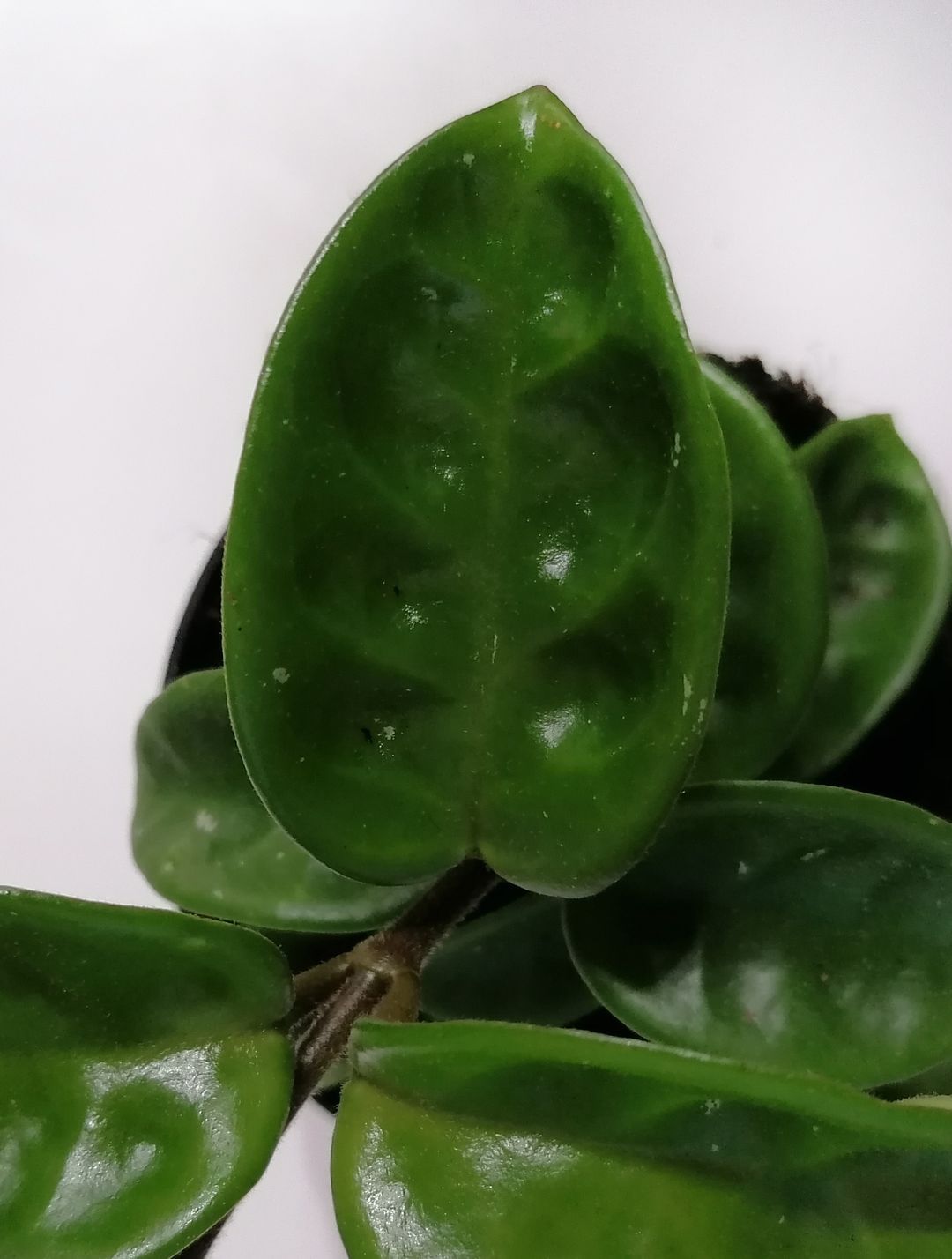 Hoya Carnosa Krinkle-4