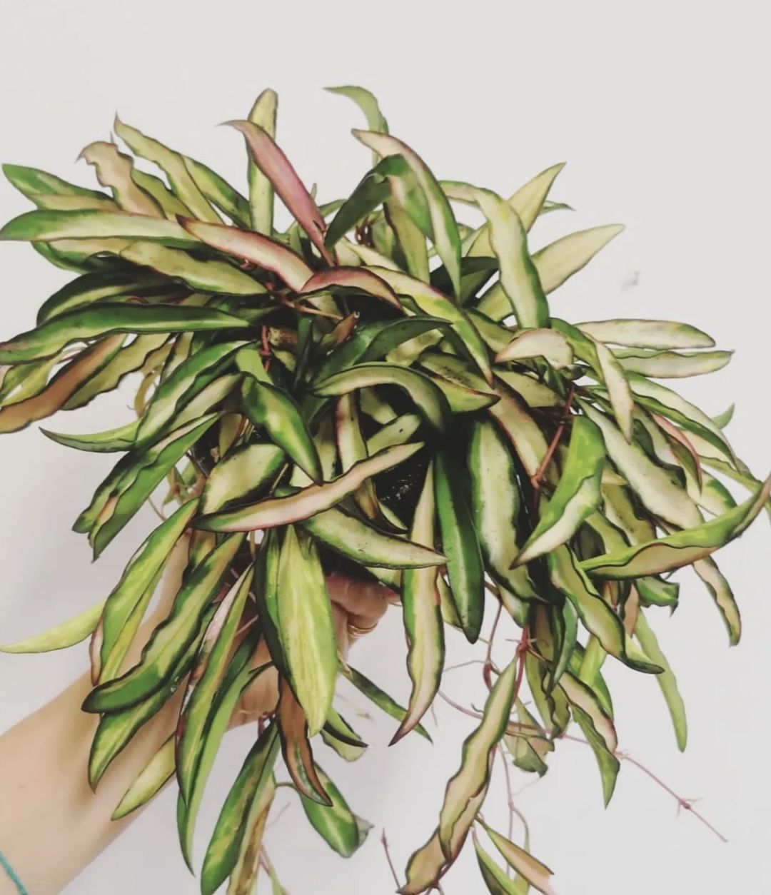 Hoya Wayetii Tricolor-1