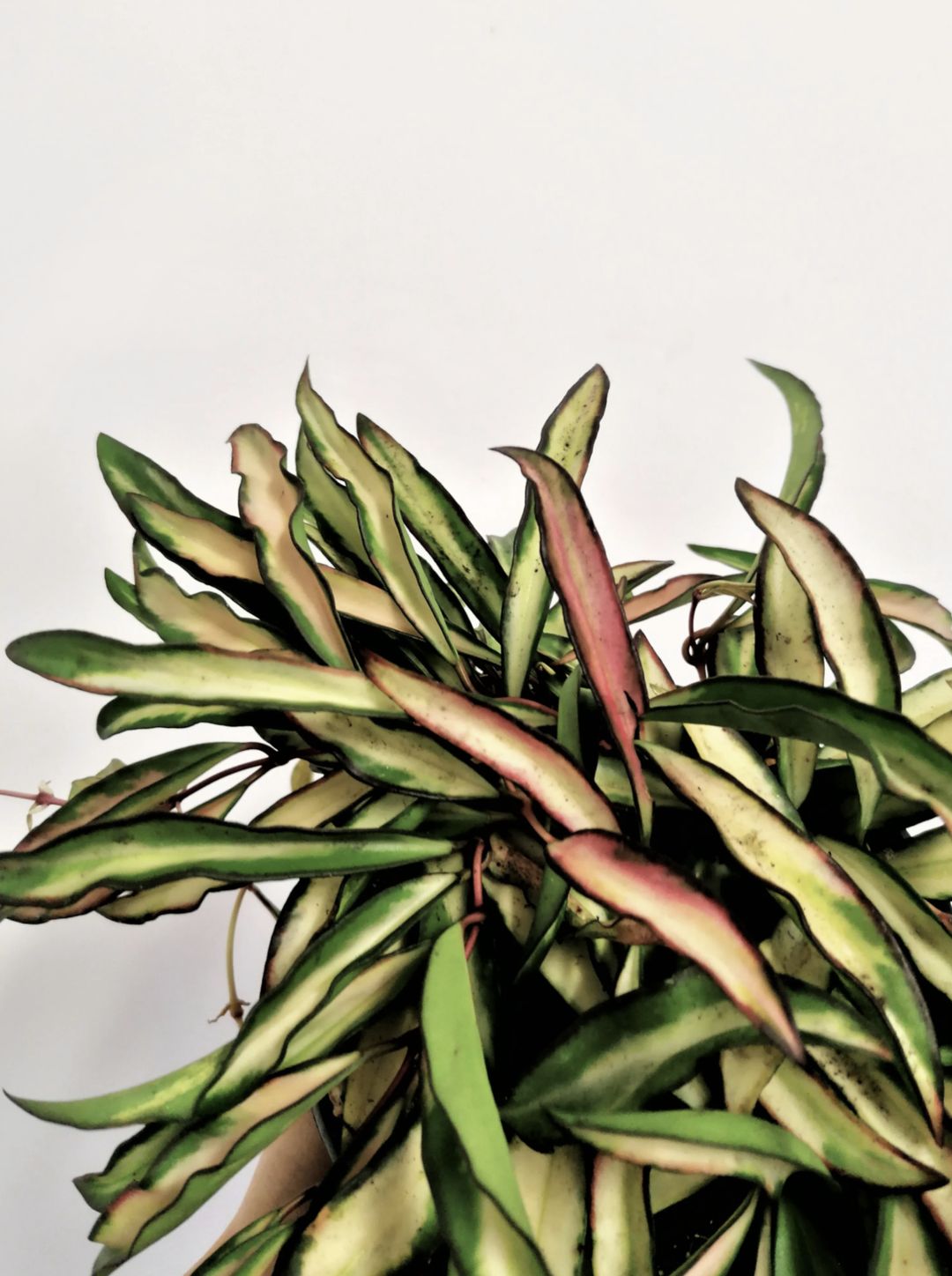 Hoya Wayetii Tricolor-2