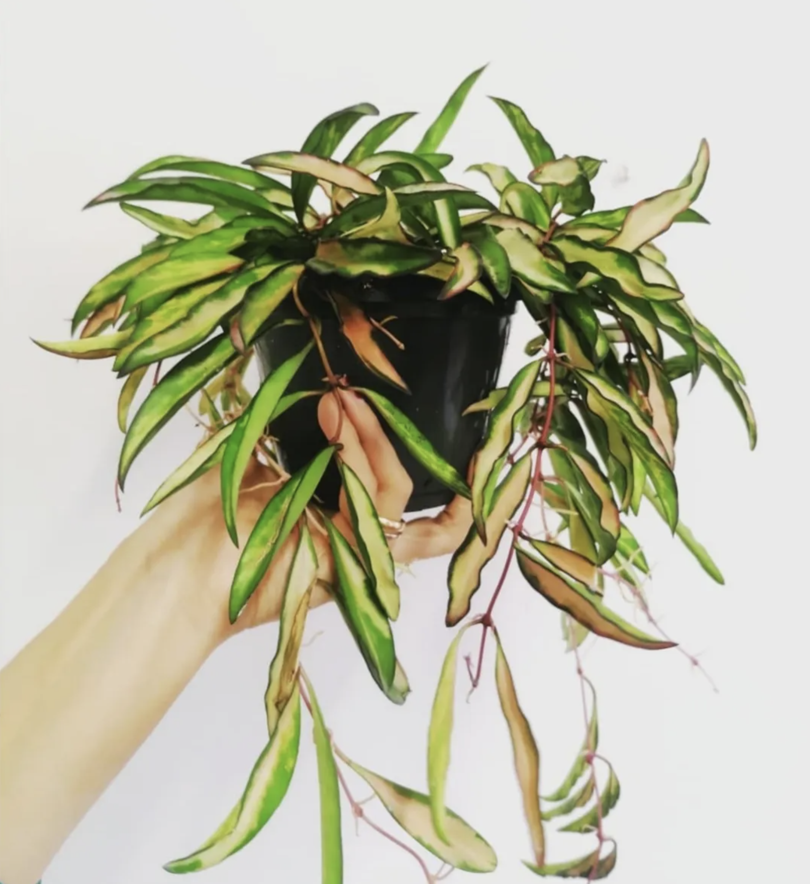 Hoya Wayetii Tricolor-3