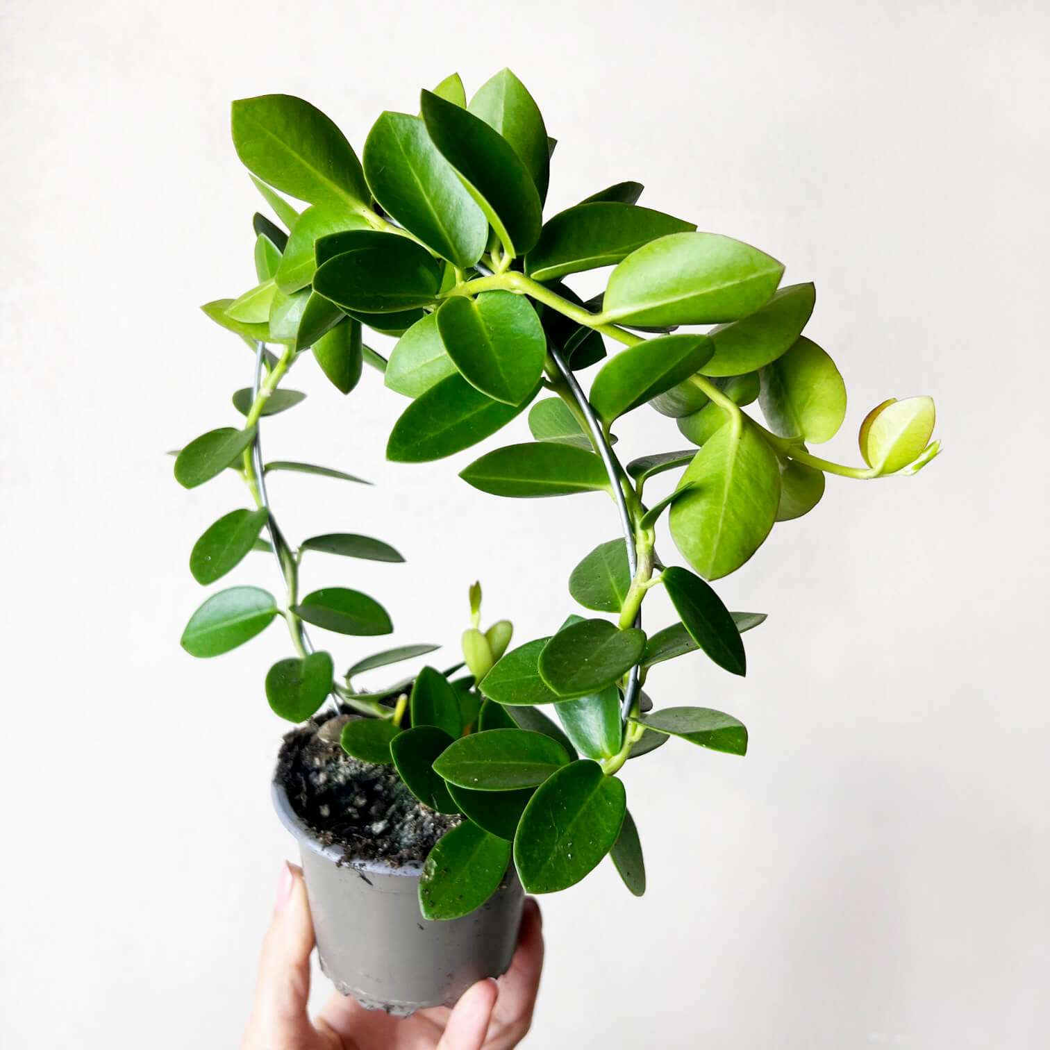 HoyaCumingiana-3