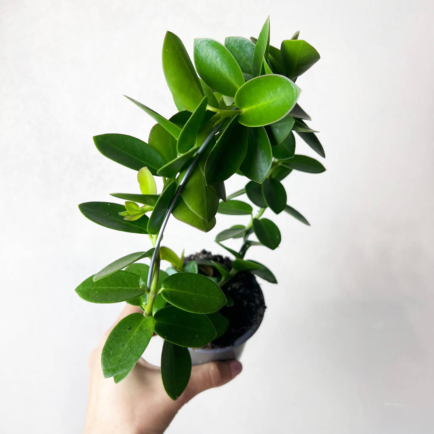 HoyaCumingiana-4