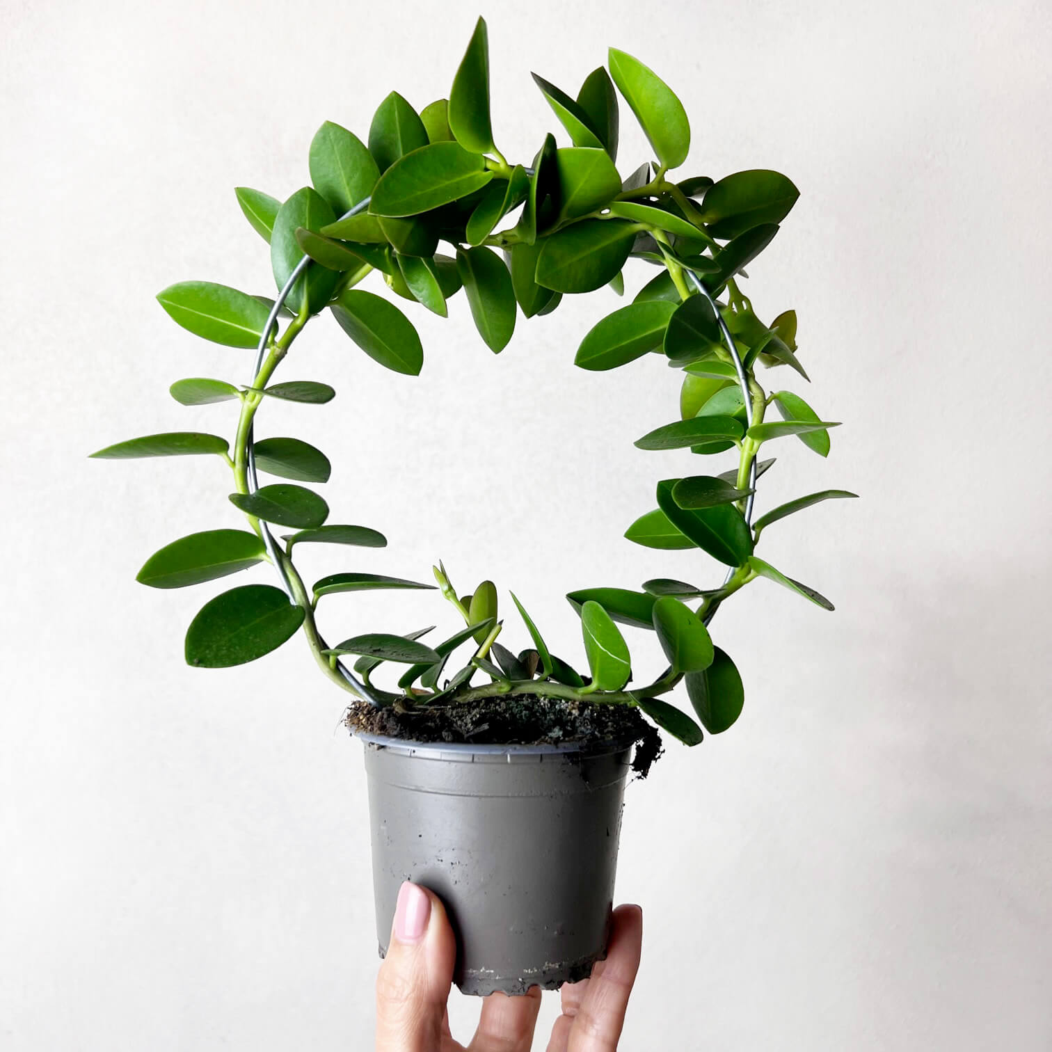 HoyaCumingiana-5