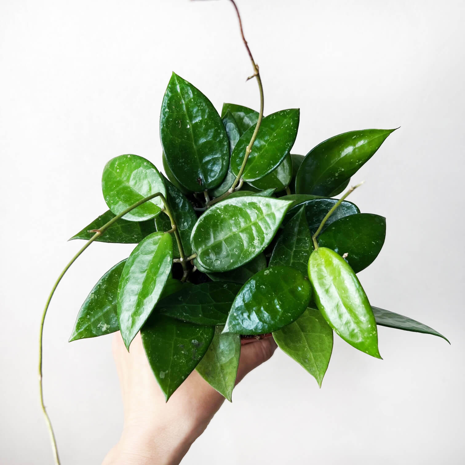 HoyaParasiticaBlackEdge-1