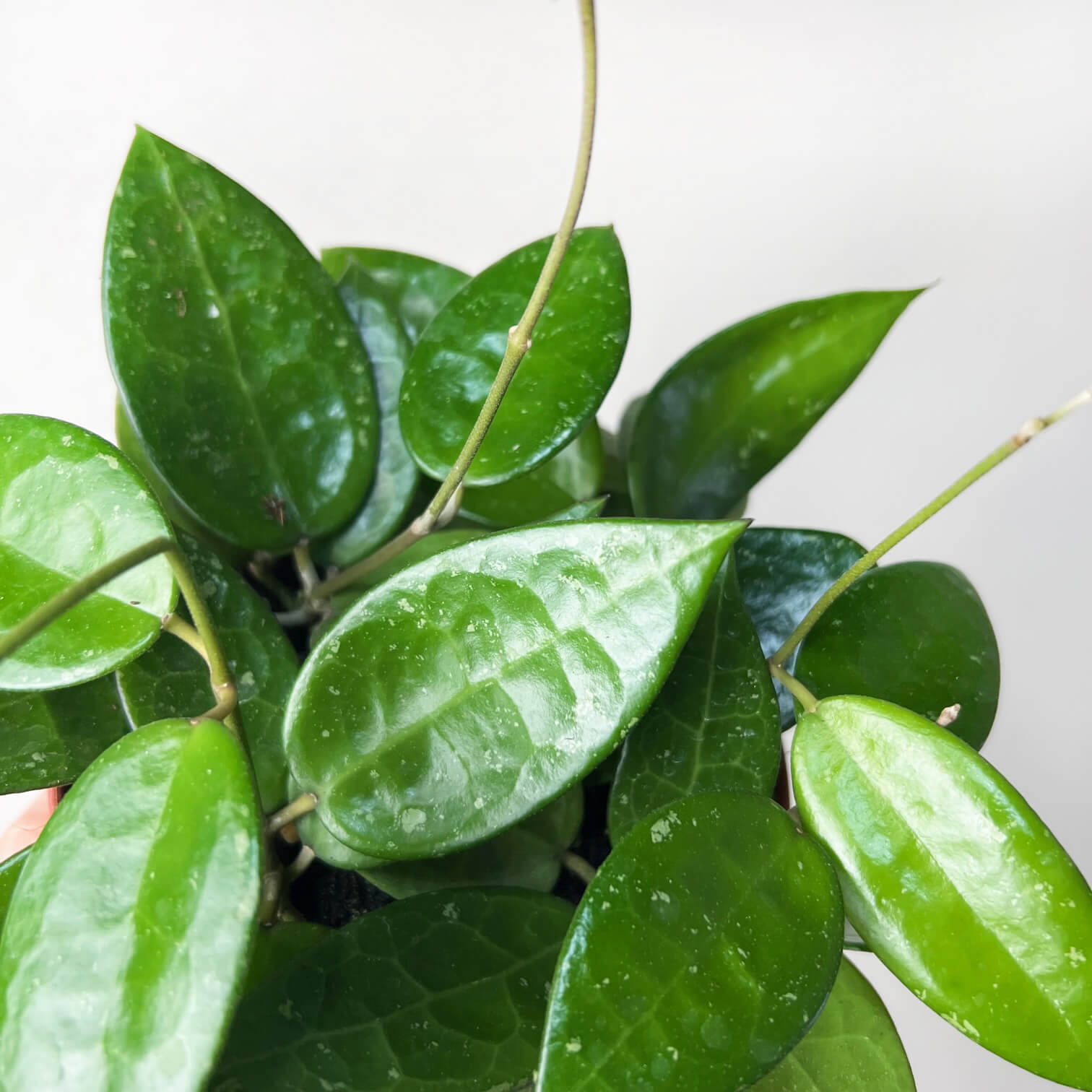 HoyaParasiticaBlackEdge-2