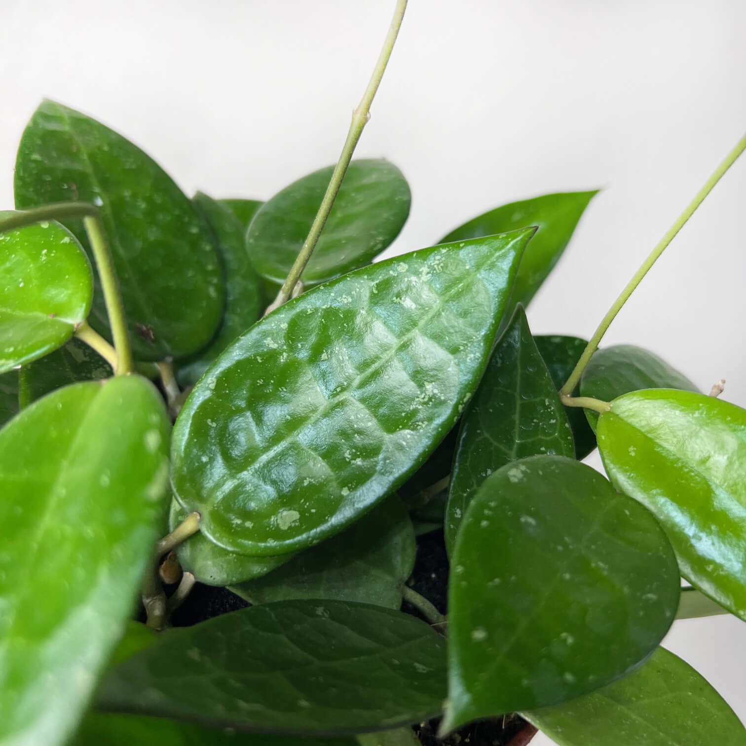 HoyaParasiticaBlackEdge-3