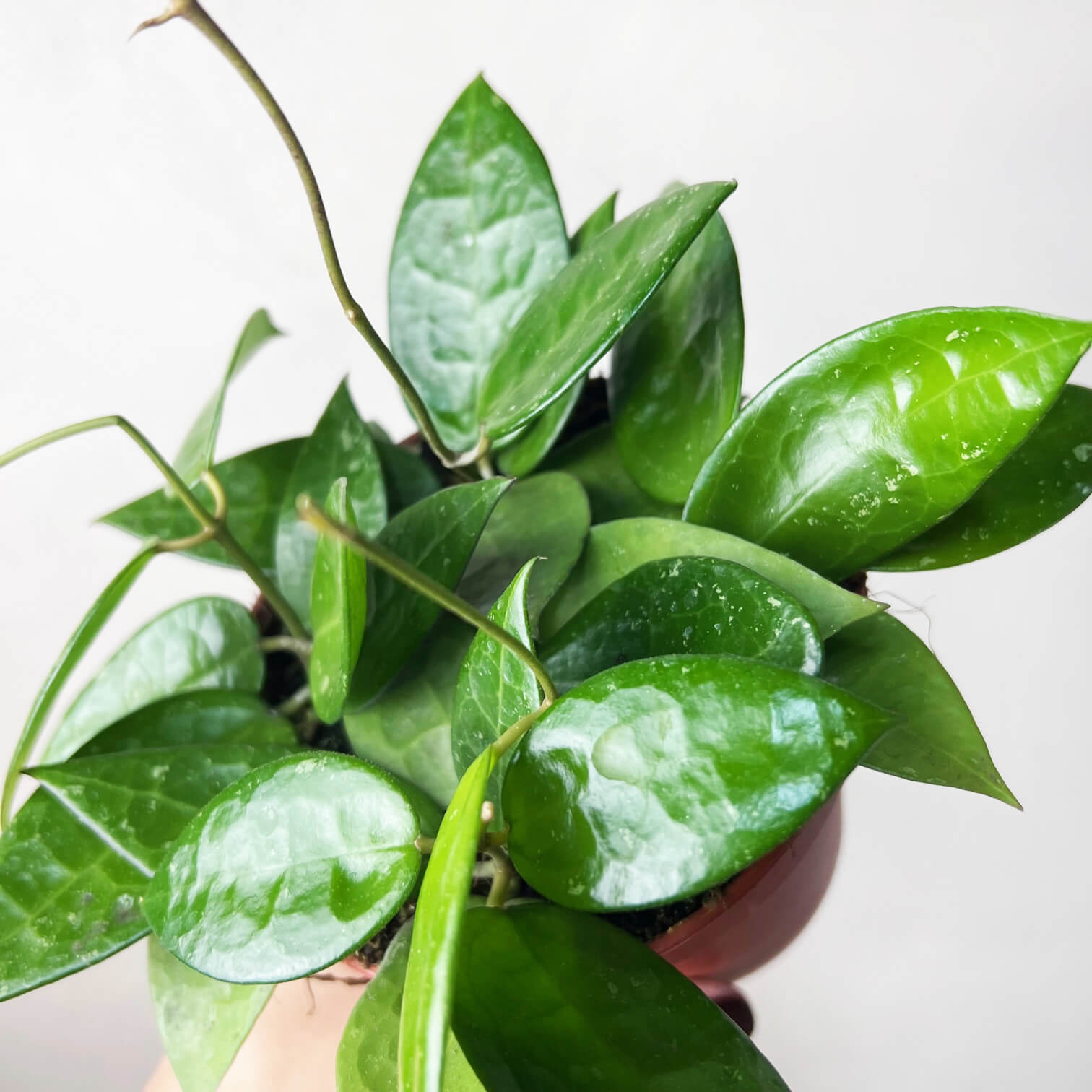 HoyaParasiticaBlackEdge-4