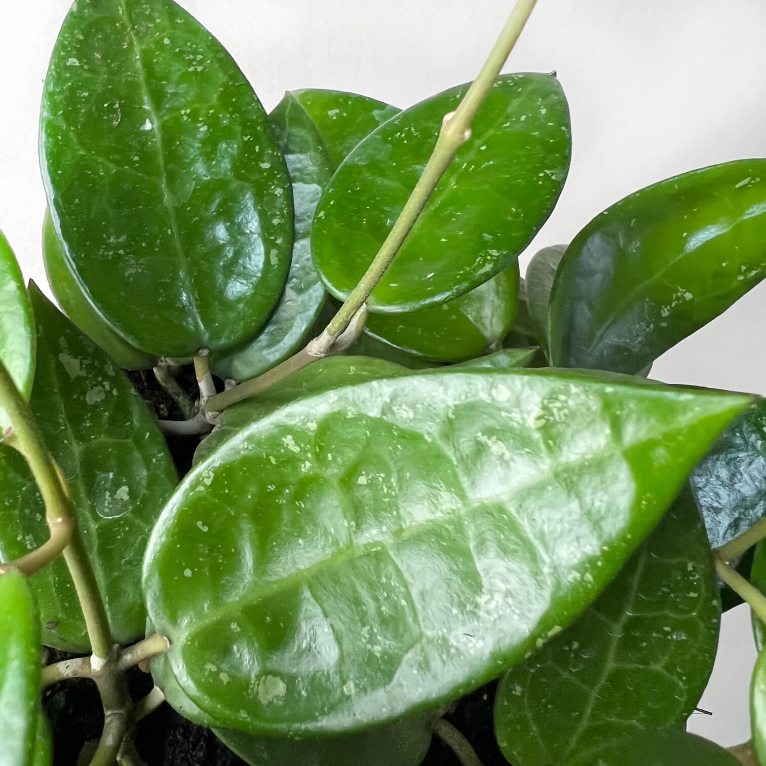 HoyaParasiticaBlackEdge-5