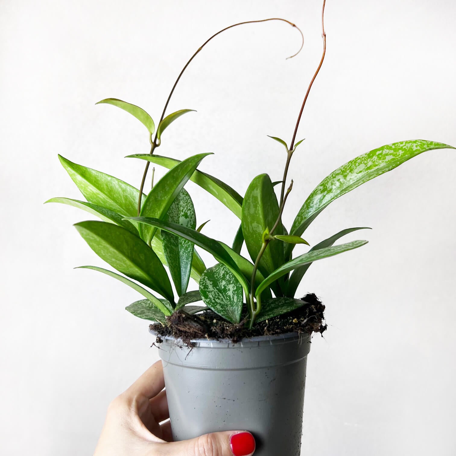 HoyaPubicalyxSilverSpot-1