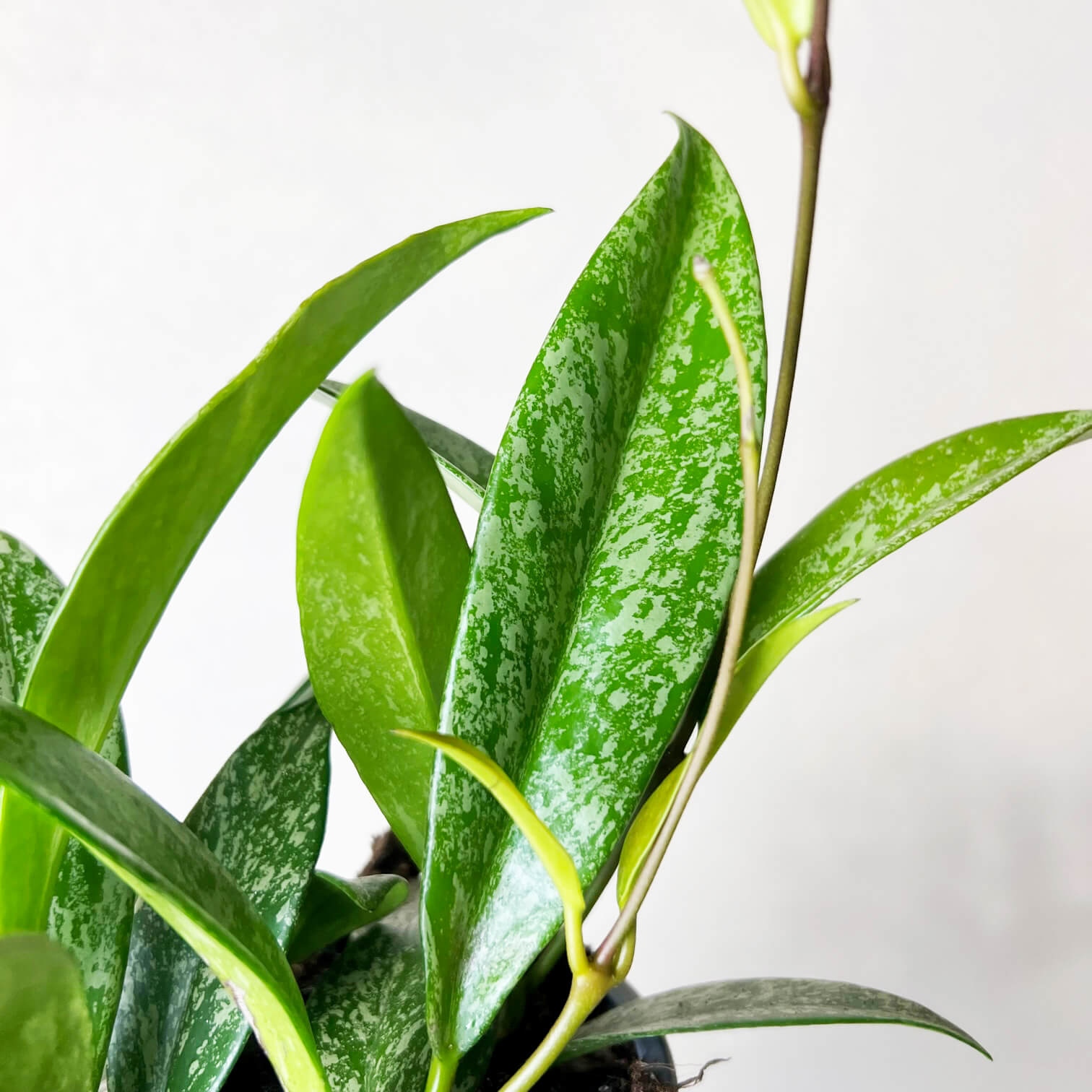 HoyaPubicalyxSilverSpot-8