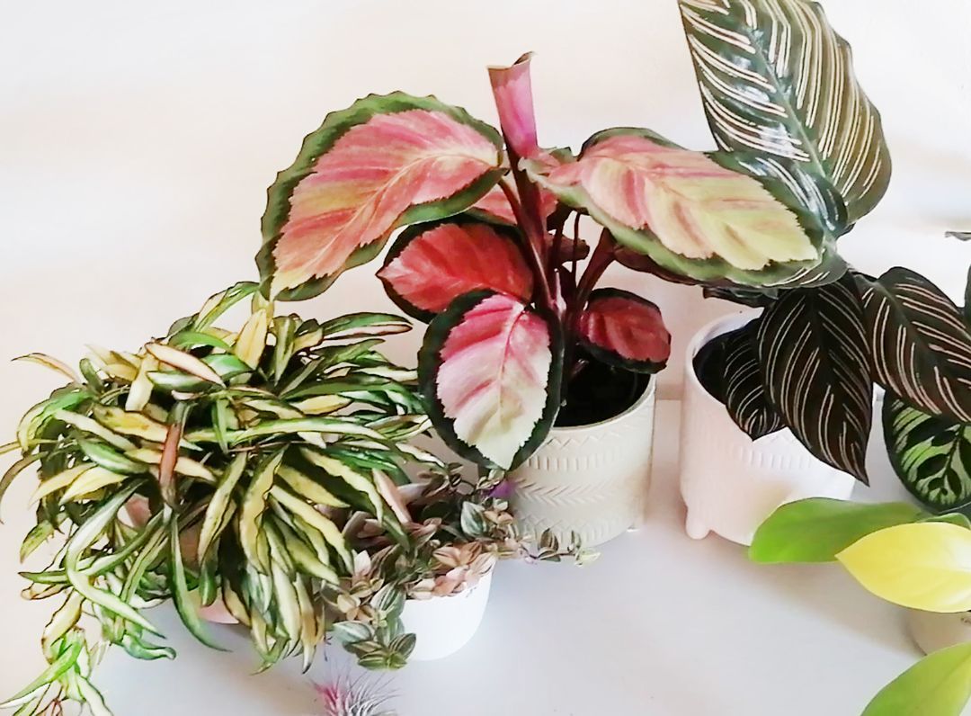 HoyaWayetiiTricolor-5