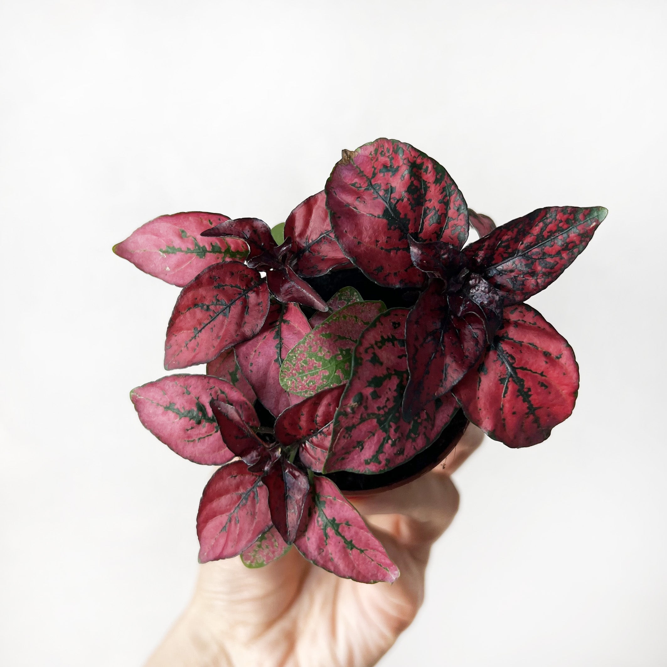 HypoestesTerrariumRossa-1