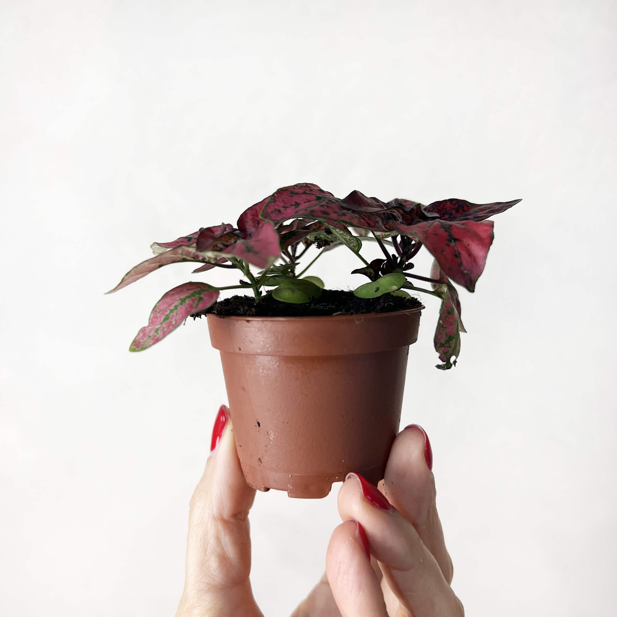 HypoestesTerrariumRossa-2