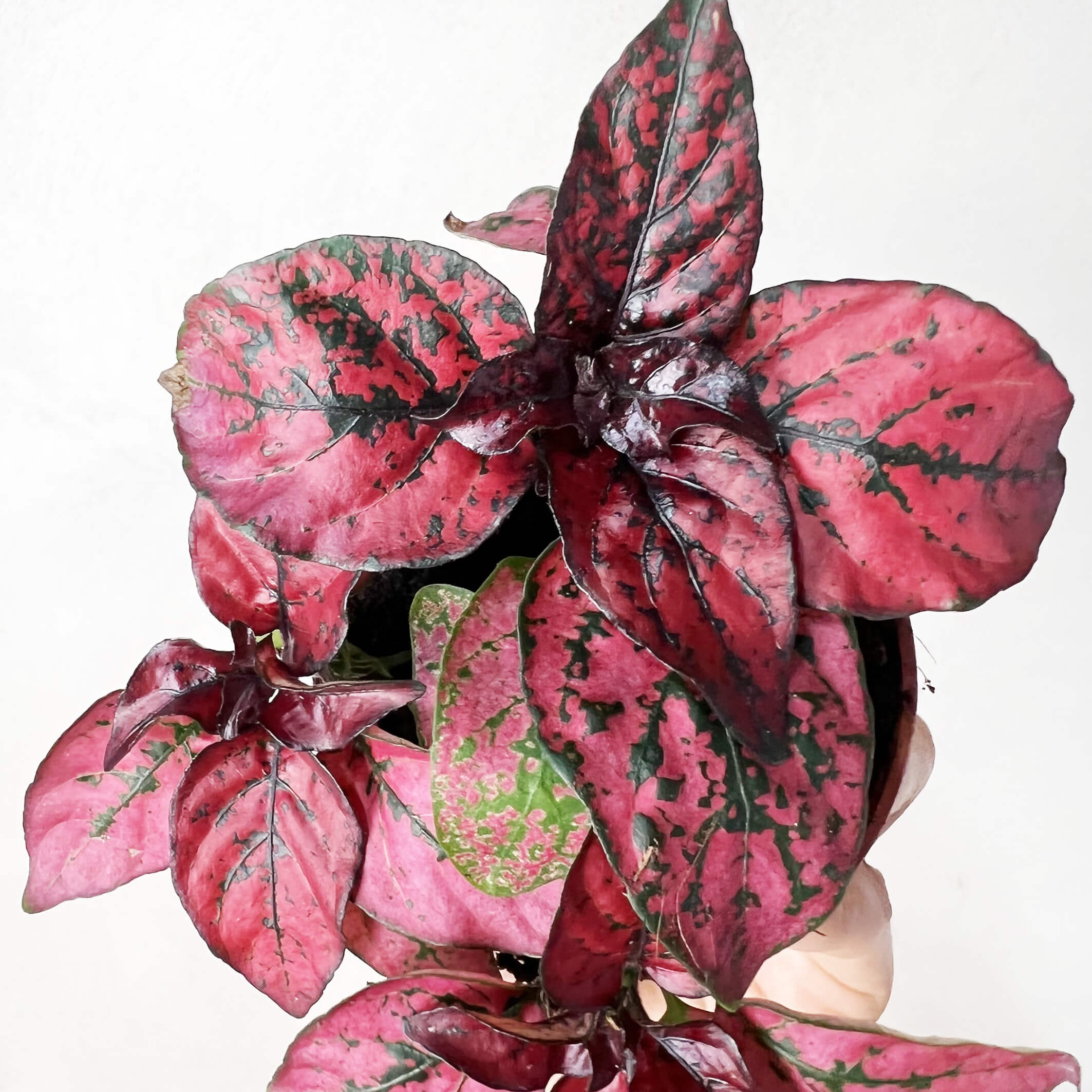 HypoestesTerrariumRossa-3