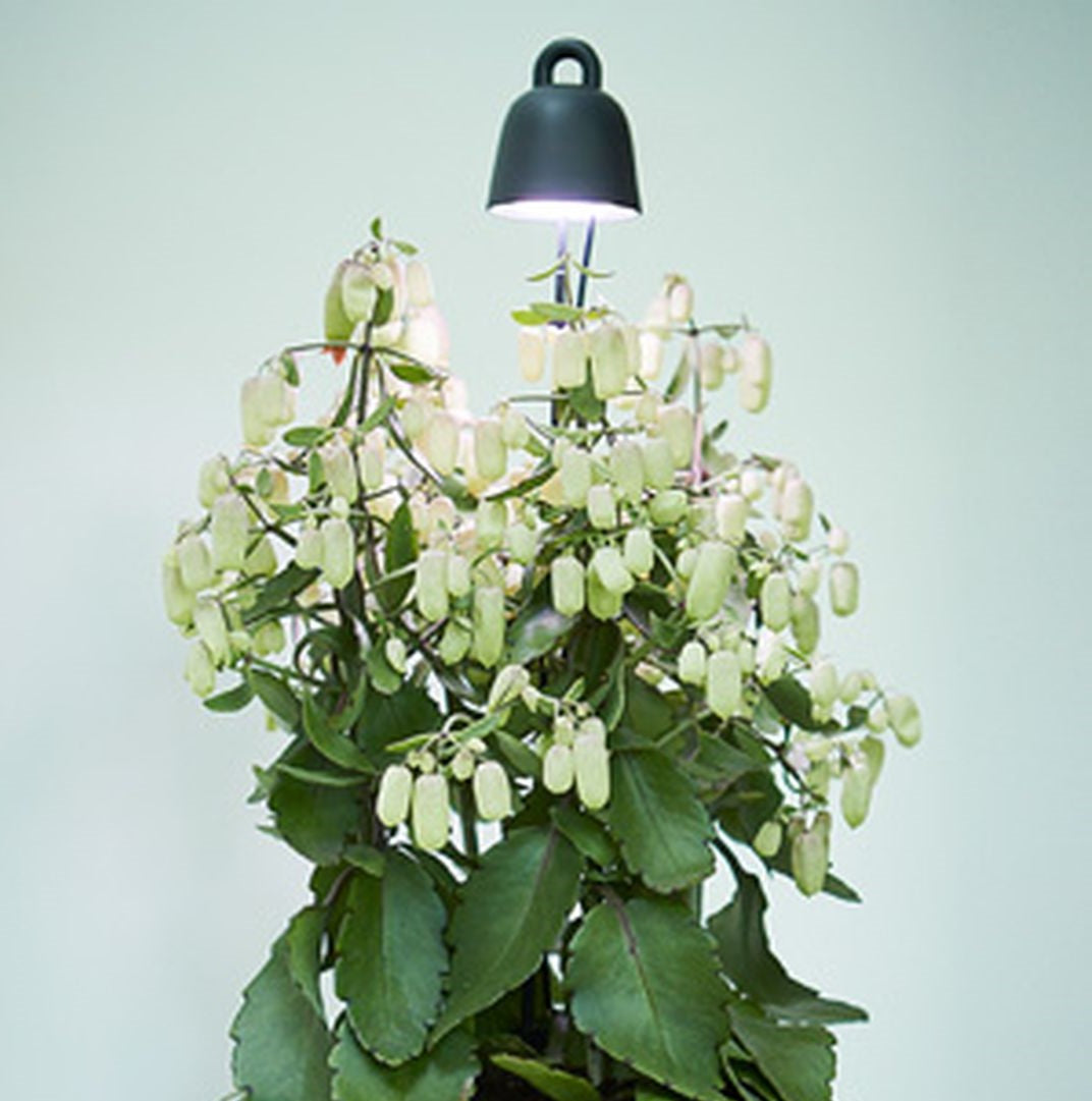 LeafLightCareBlack-1