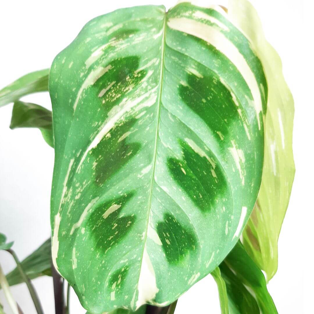 MarantaKerchoveanaVariegata-1