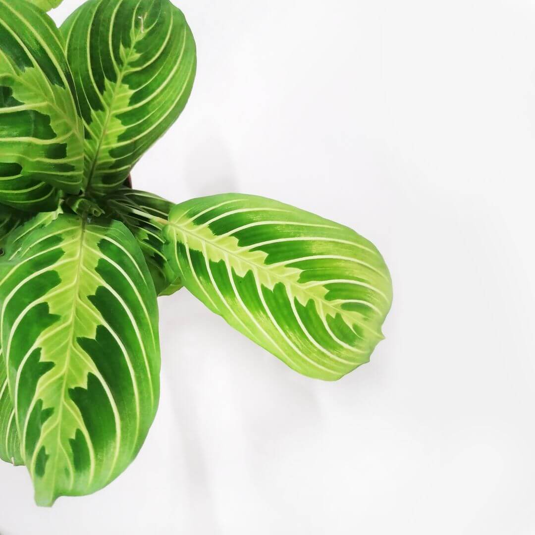 MarantaLeuconeuraLemonLime-3