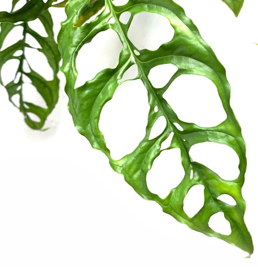 Monstera-Obliqua-Peru-3x4-Product-Peppyflora-01-b-Moz