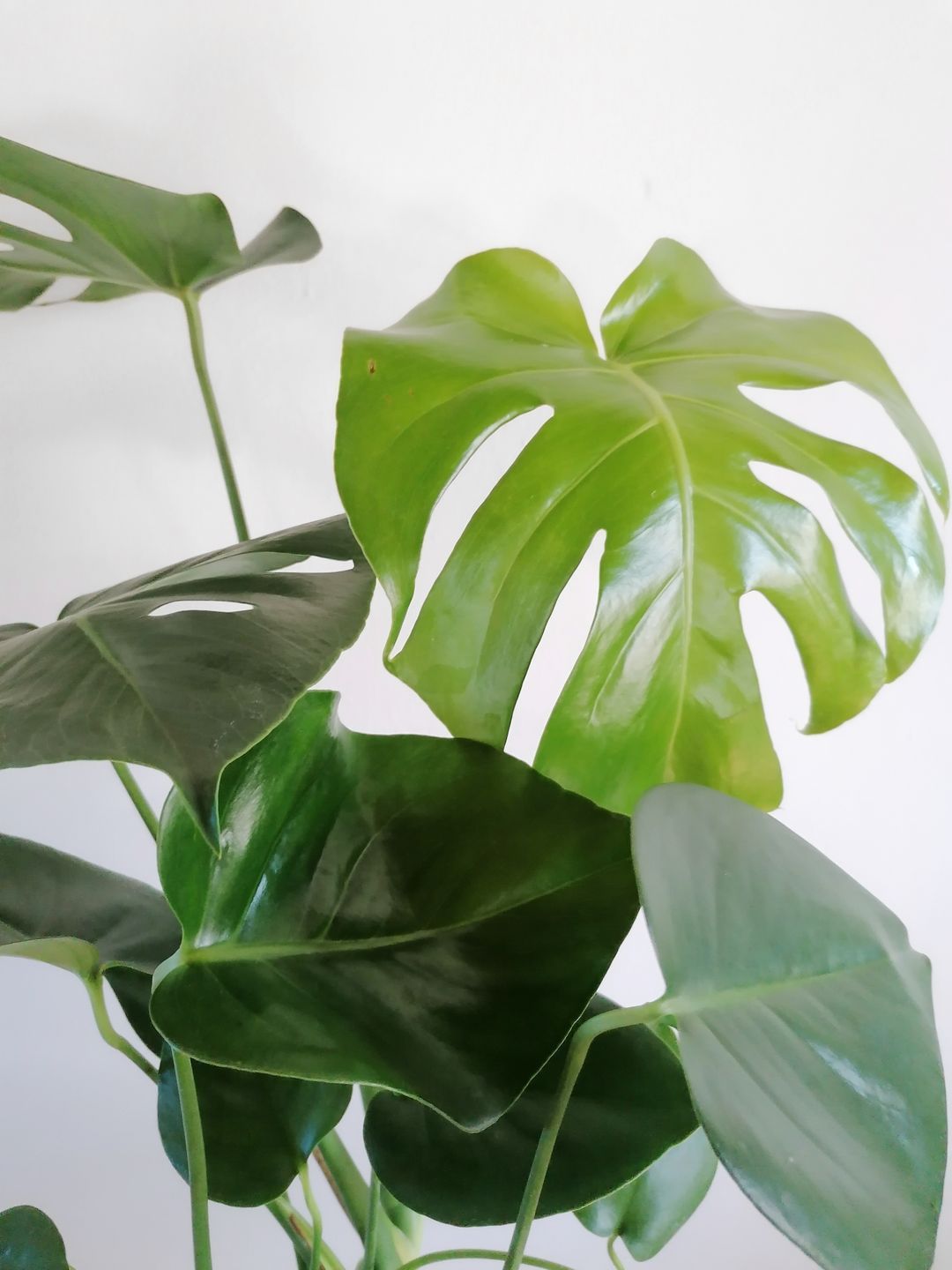 monstera deliciosa prezzo Monstera Deliciosa