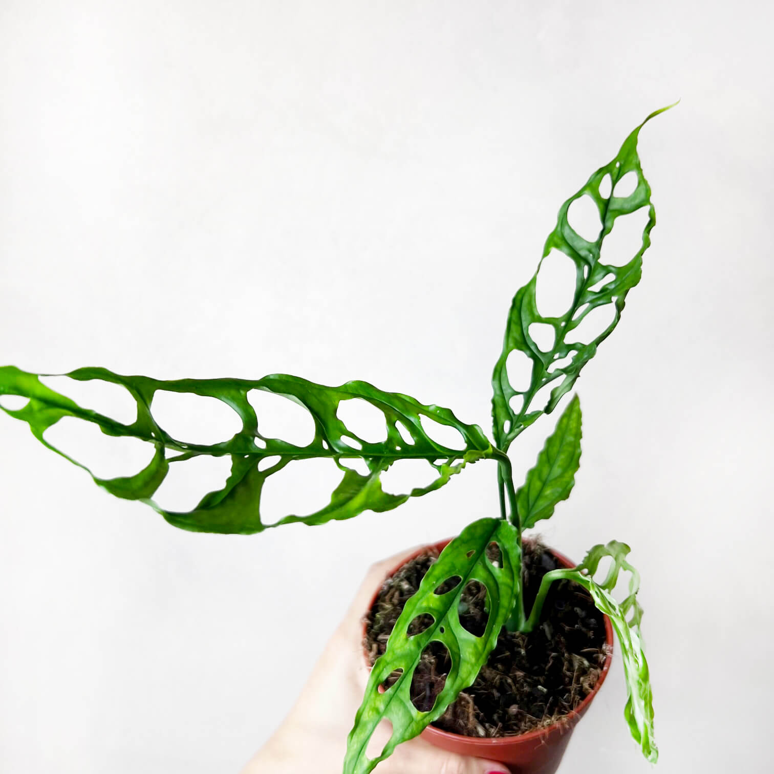 MonsteraObliquaPeru-2