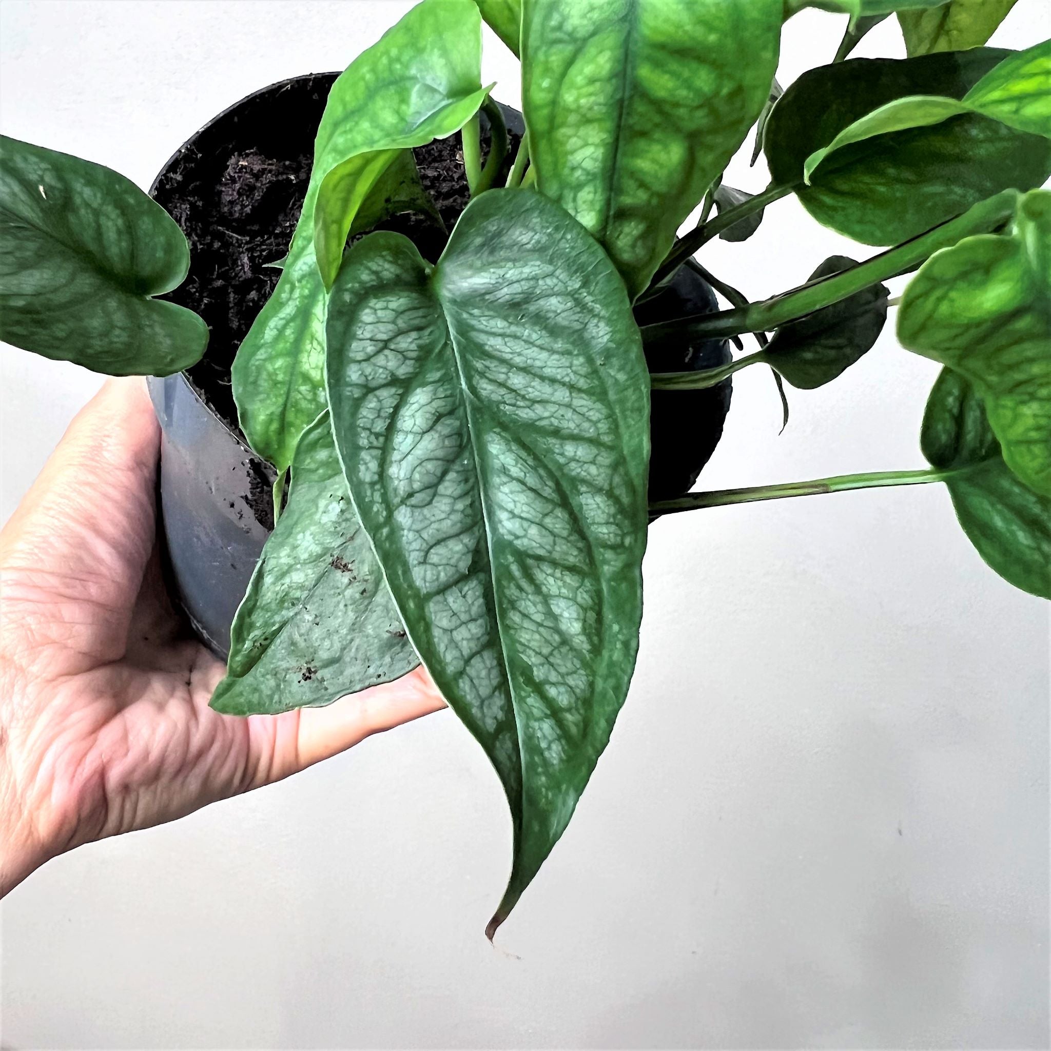 MonsteraSiltepecana-1