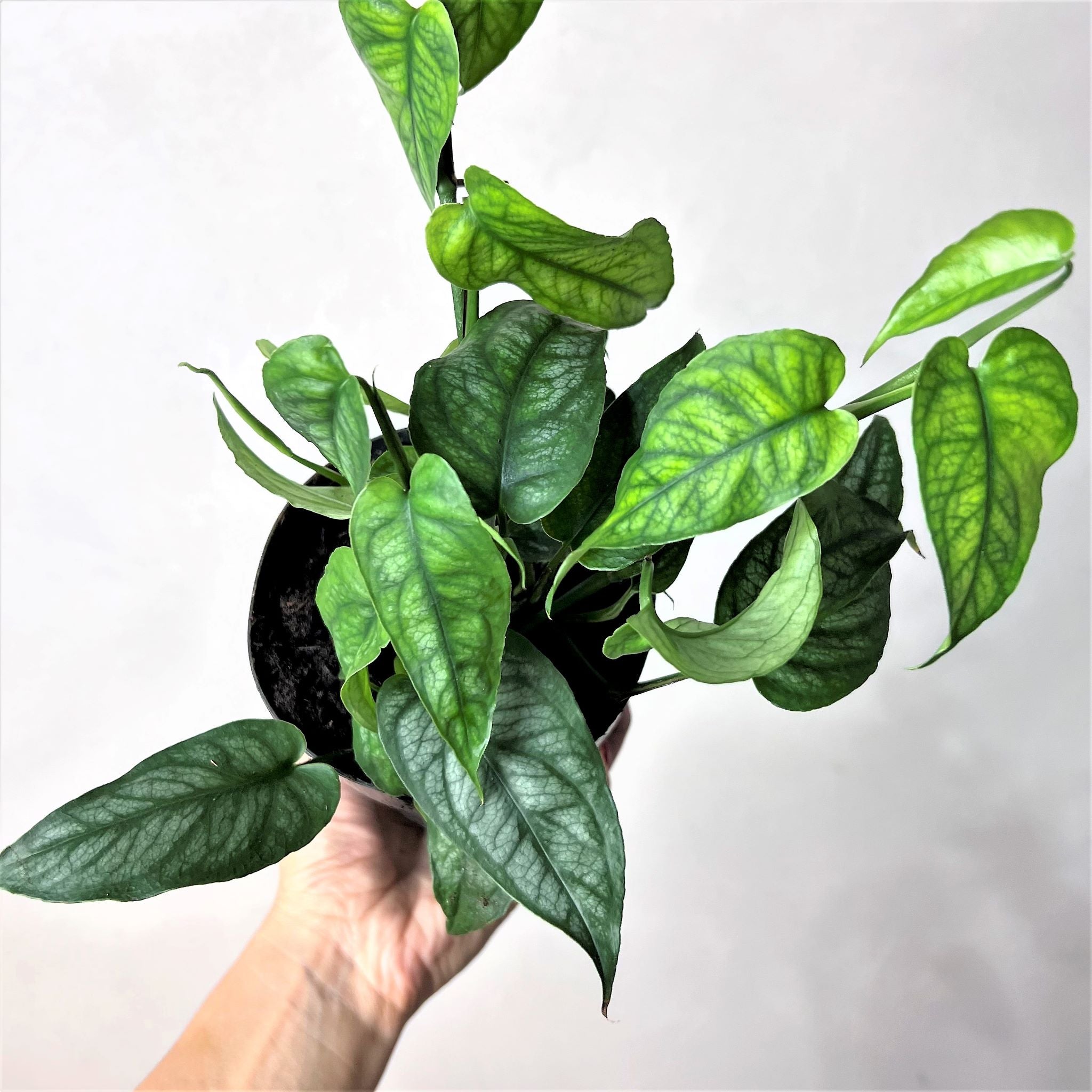 MonsteraSiltepecana-2