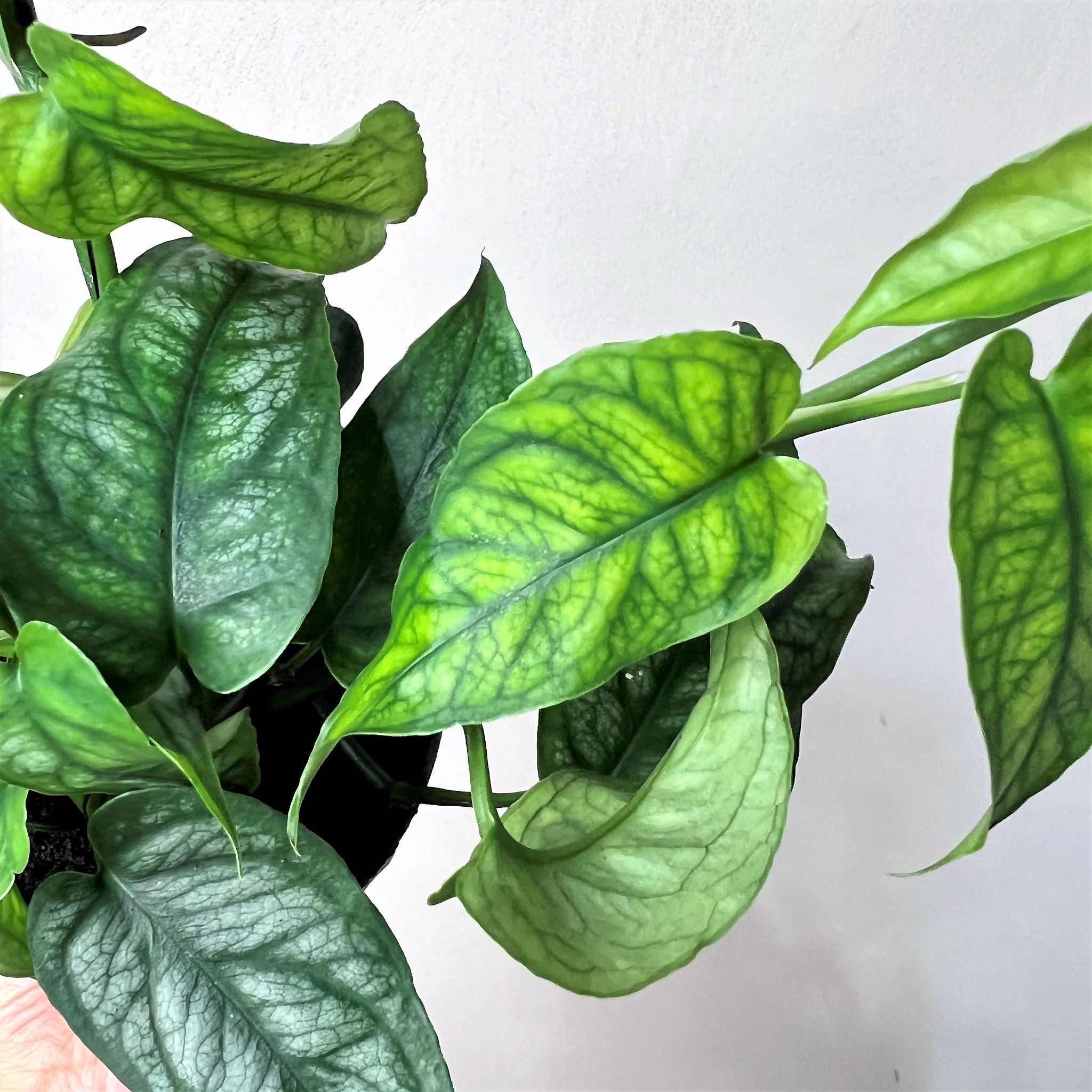 MonsteraSiltepecana-4