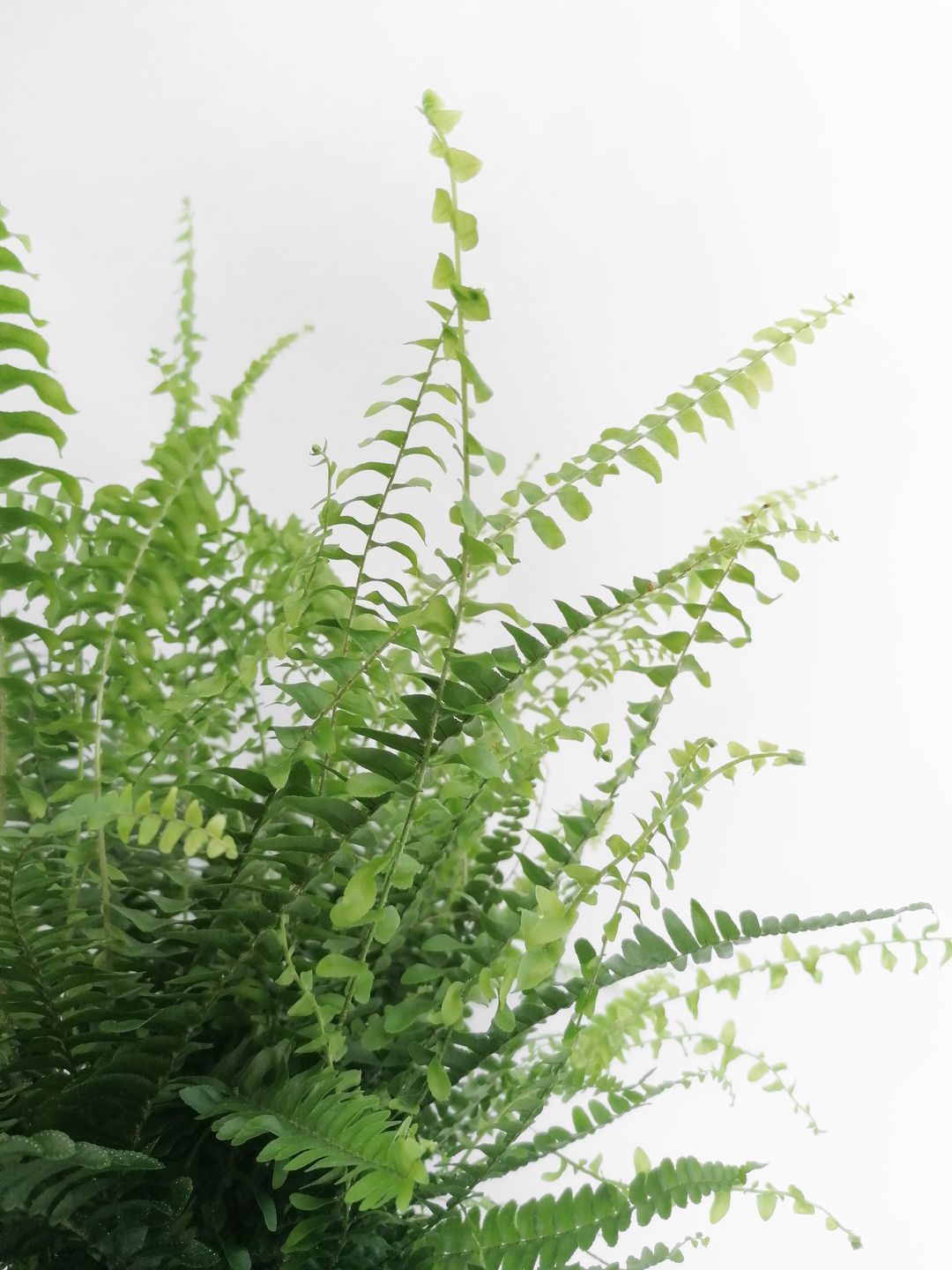 Nephrolepis-1