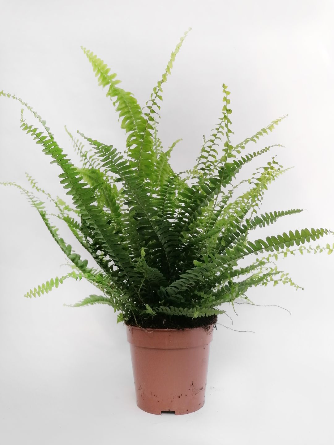 Nephrolepis-2