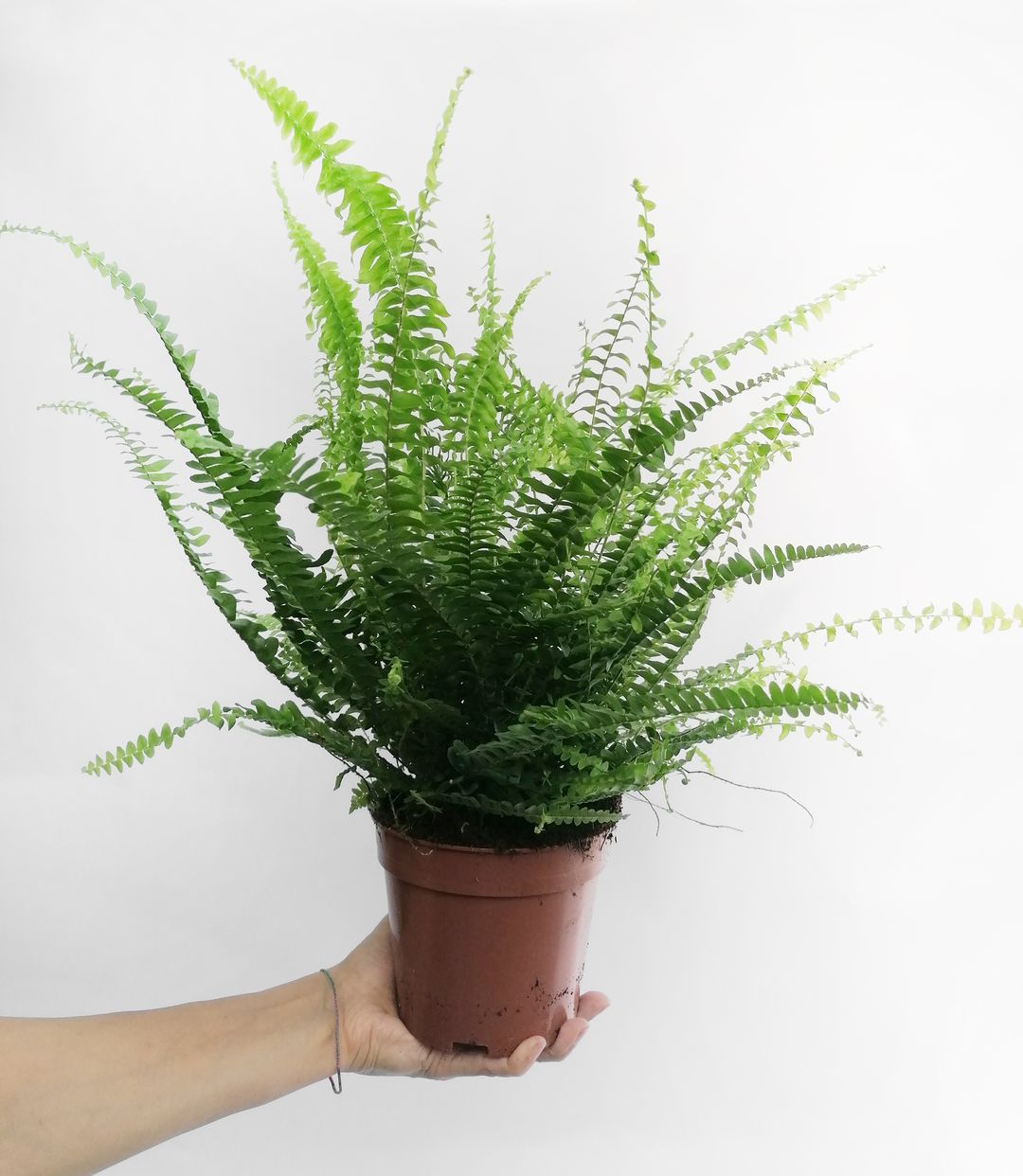 Nephrolepis-3