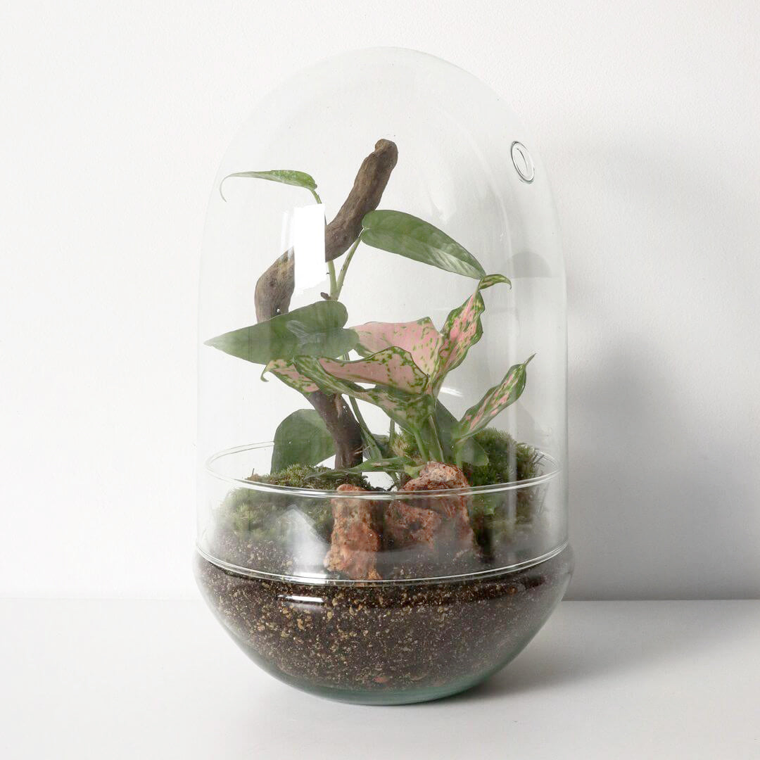 NewPianeta_terrarium_Filippine_1_capsula