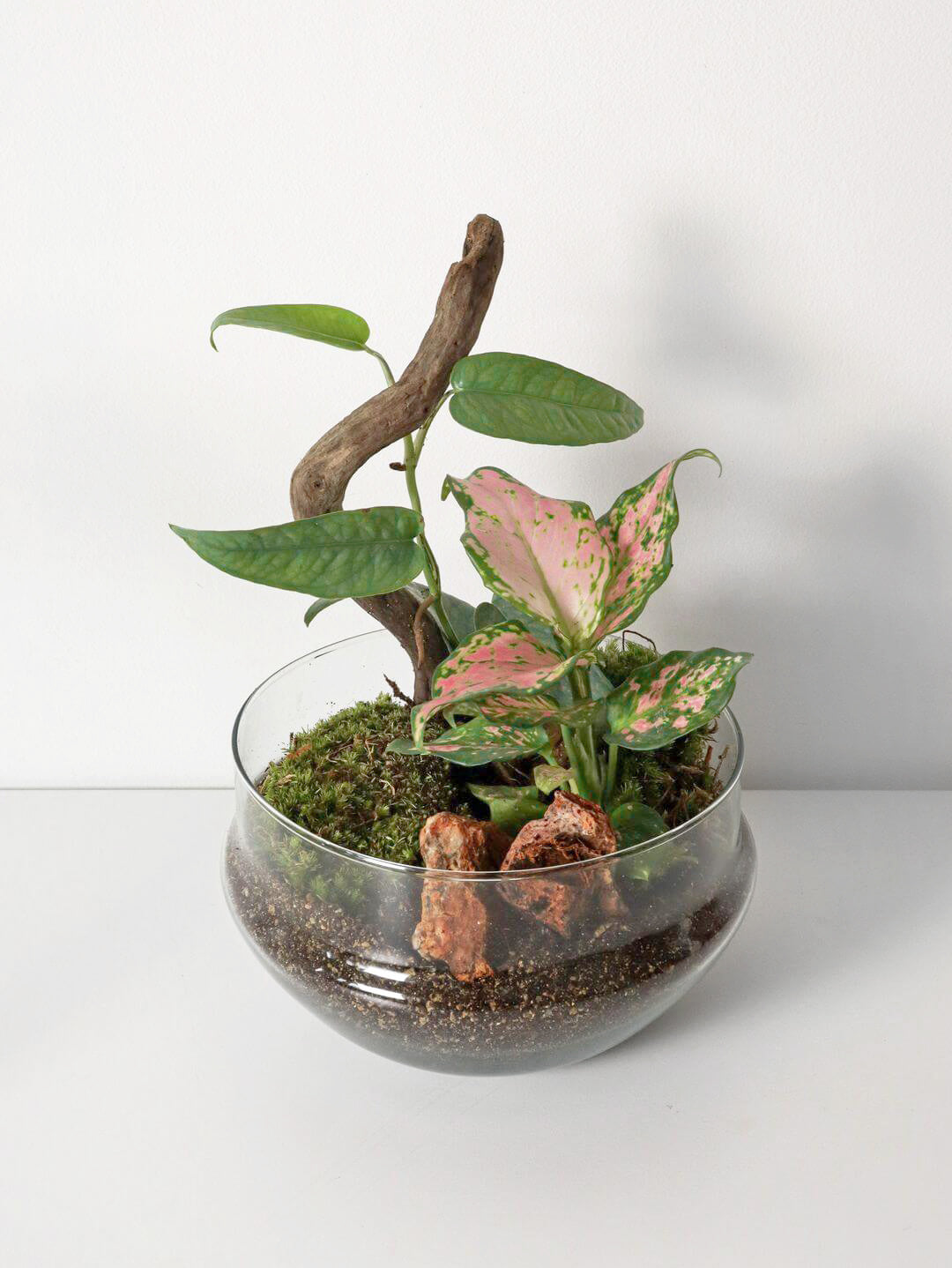 NewPianeta_terrarium_Filippine_3_capsula