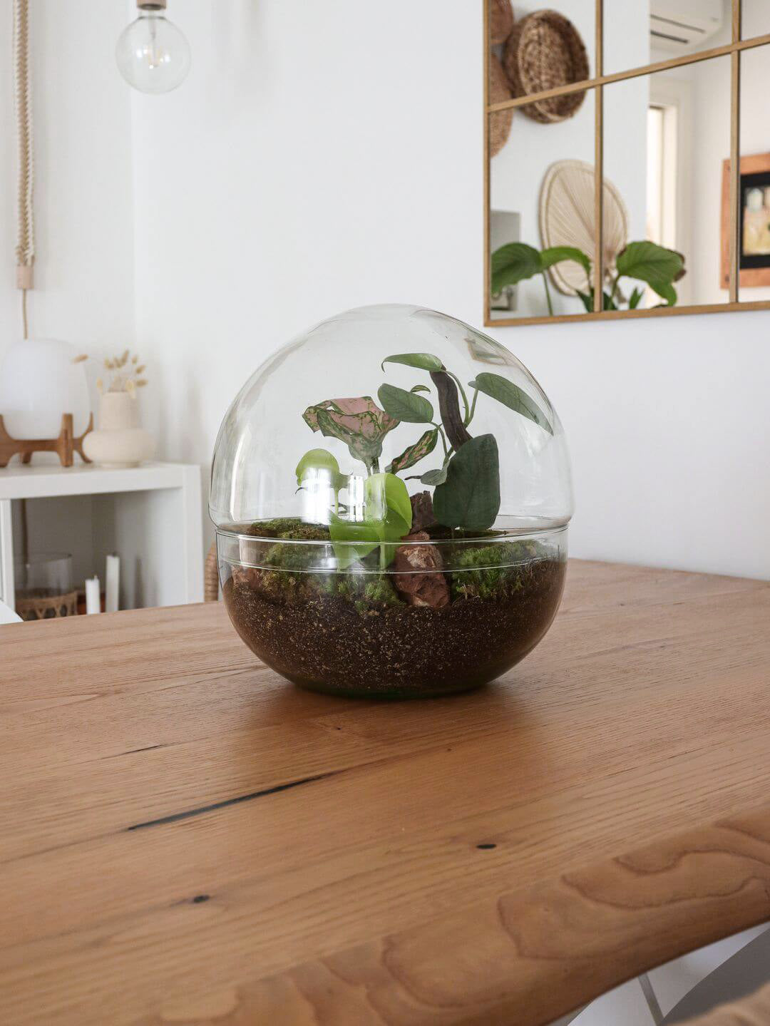 NewPianeta_terrarium_Filippine_4_sfera