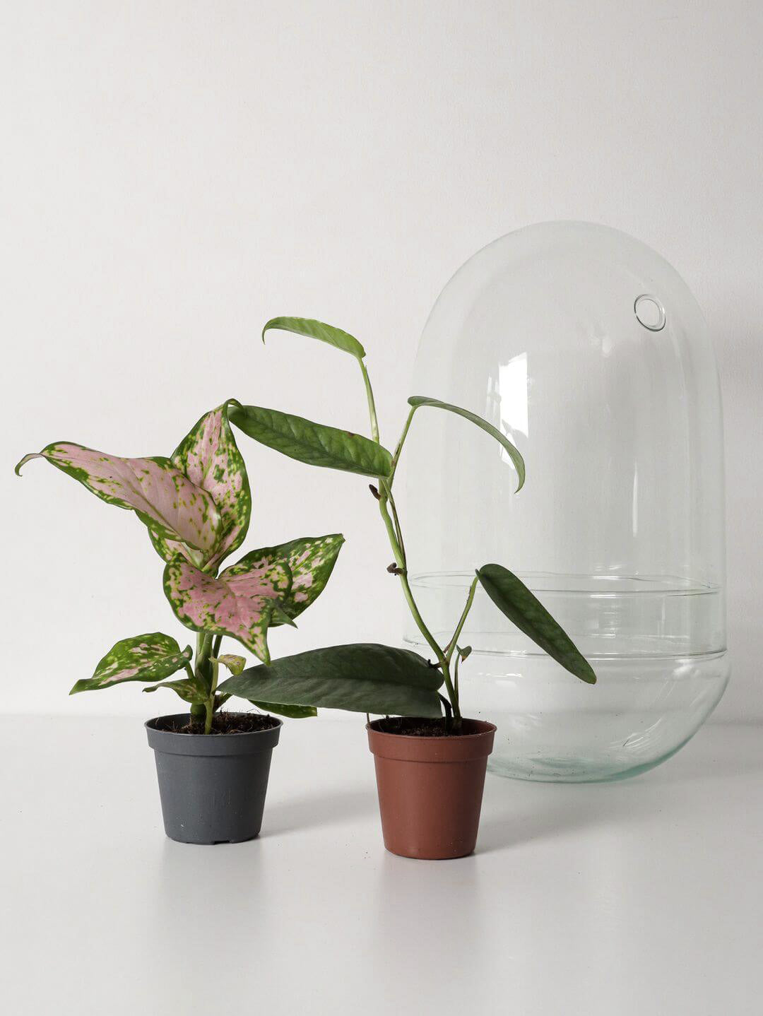 NewPianeta_terrarium_Filippine_5_capsula