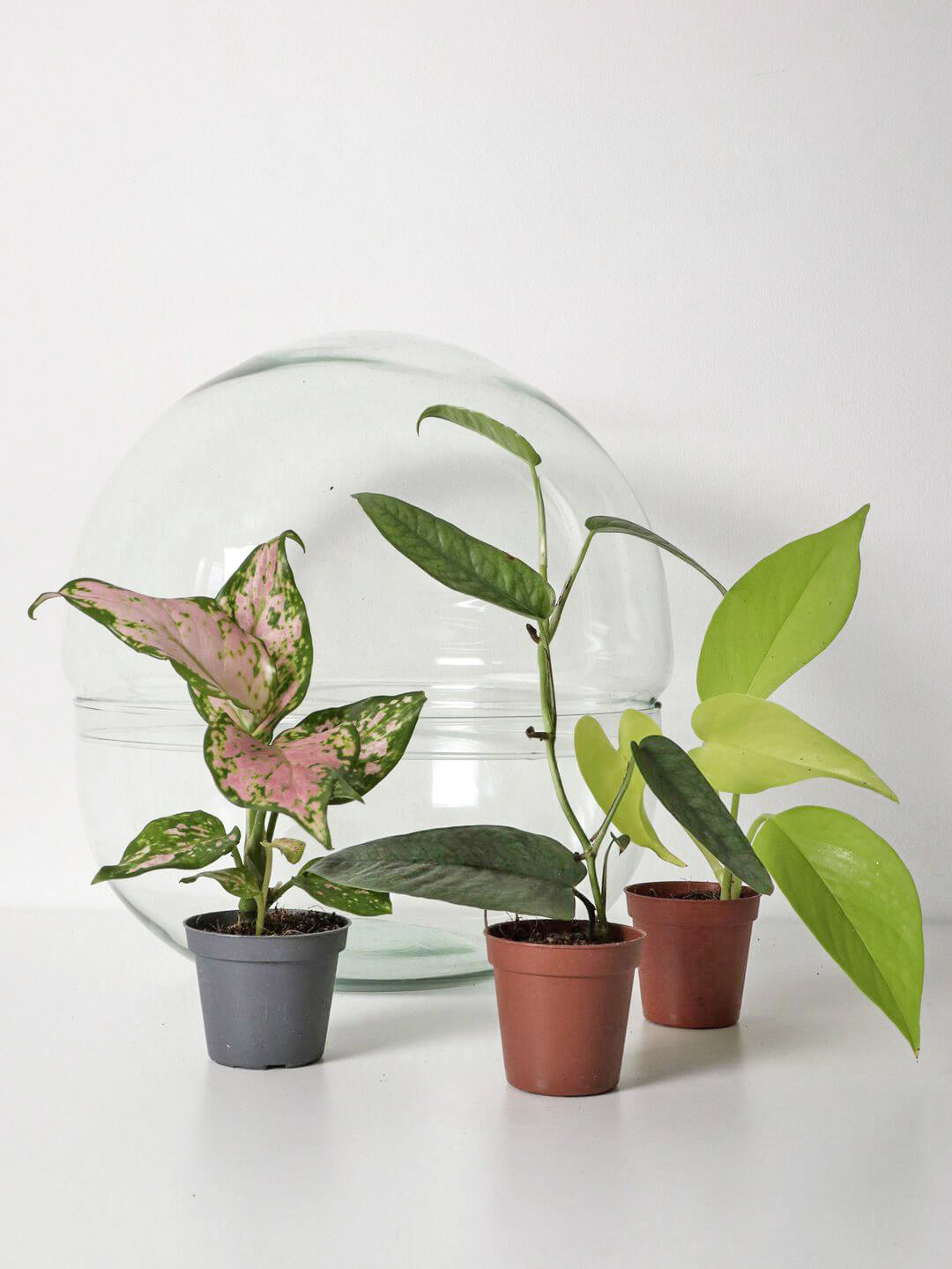 NewPianeta_terrarium_Filippine_5_sfera