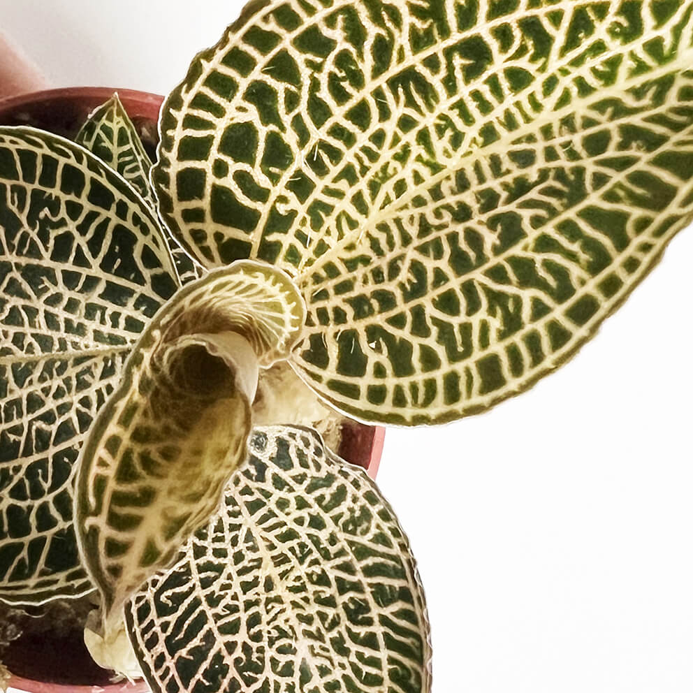 OrchideaGioielloAnoectochillusRoxburghiiGoldBar-3