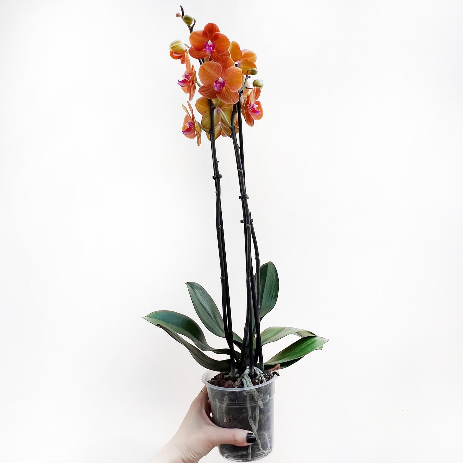 OrchideaPhalaenopsis-10