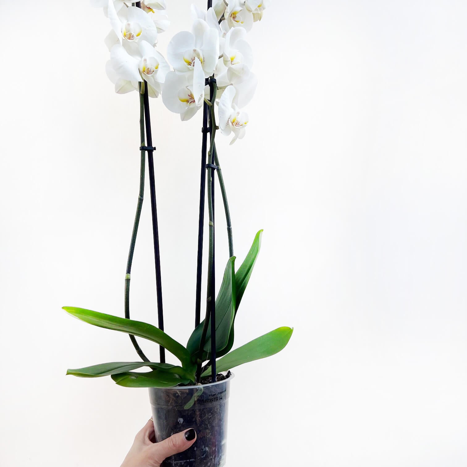 OrchideaPhalaenopsis-66