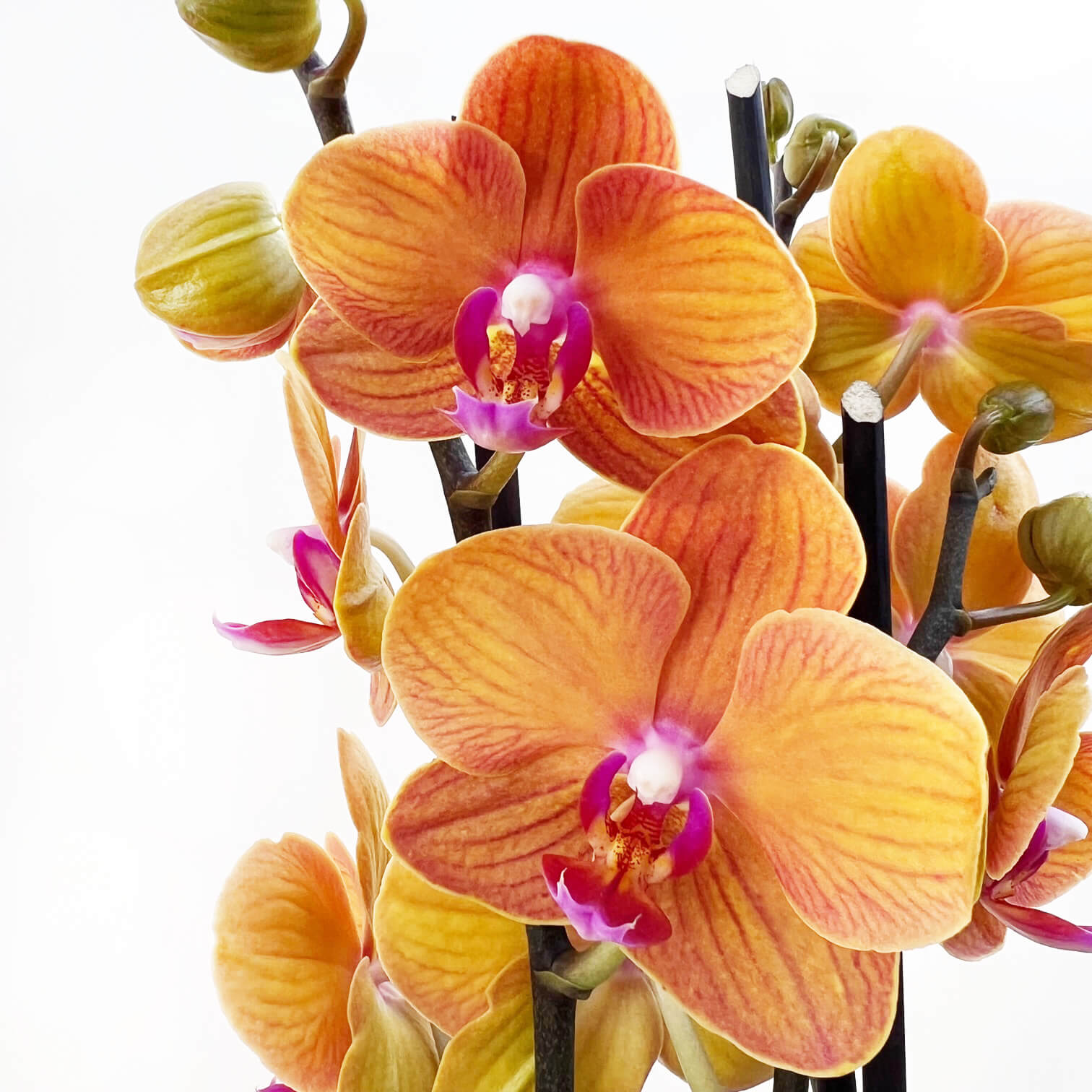 OrchideaPhalaenopsis-9