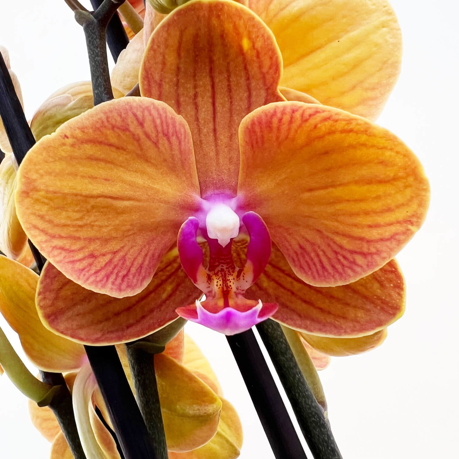 OrchideaPhalaenopsis-99