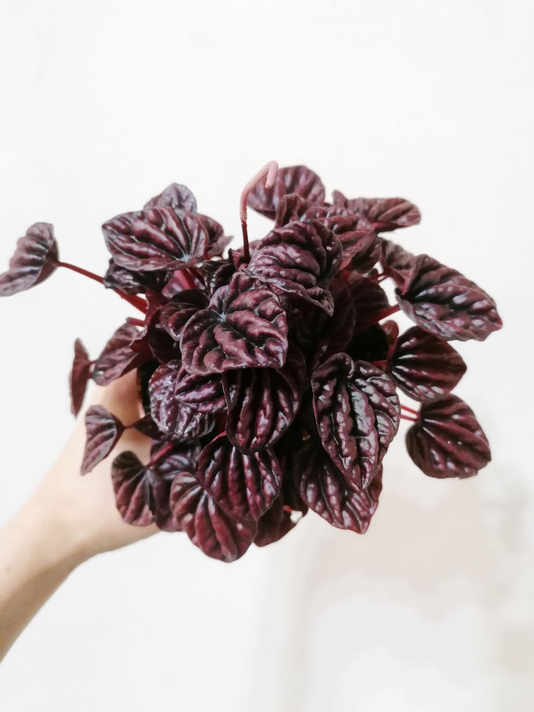 PeperomiaCaperataSchumiRed-1
