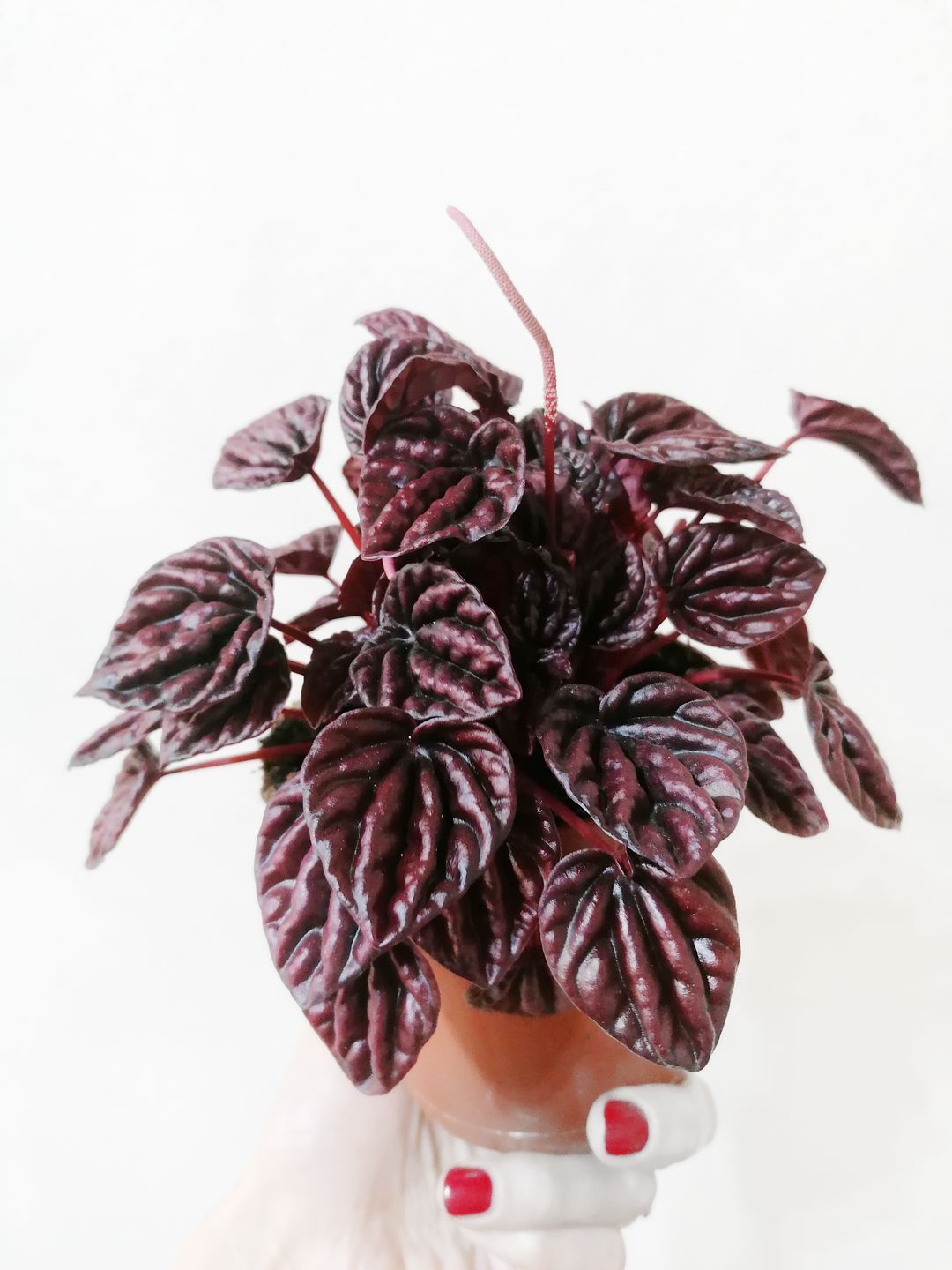 PeperomiaCaperataSchumiRed-2