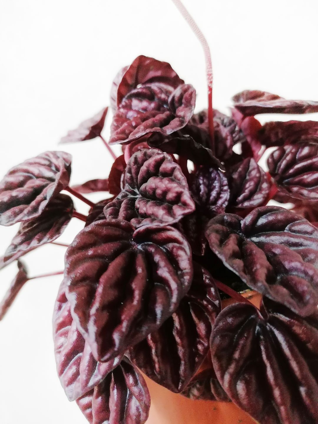PeperomiaCaperataSchumiRed-3