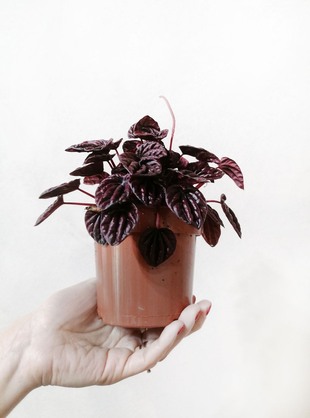 PeperomiaCaperataSchumiRed-4