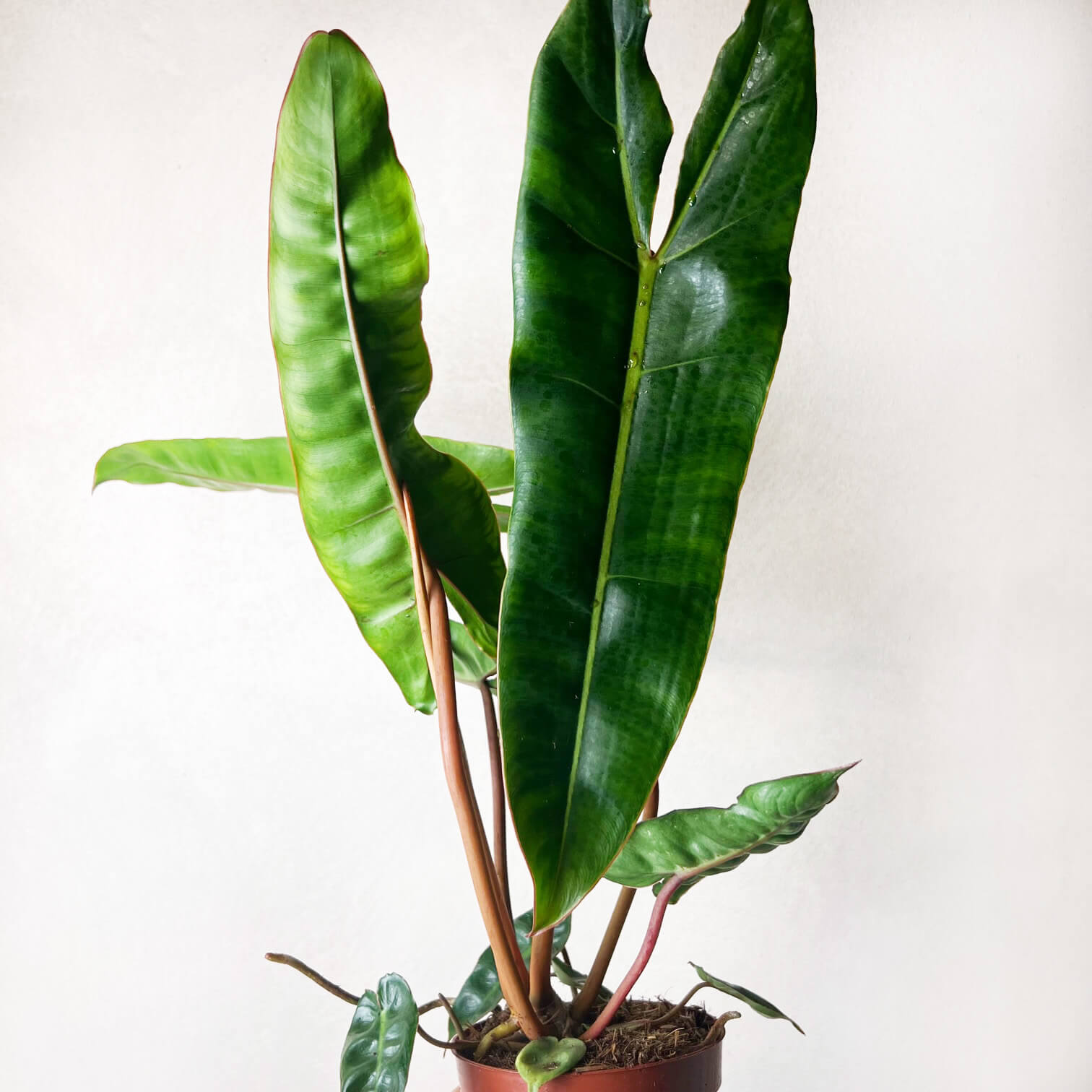 PhilodendronBillietiae-6